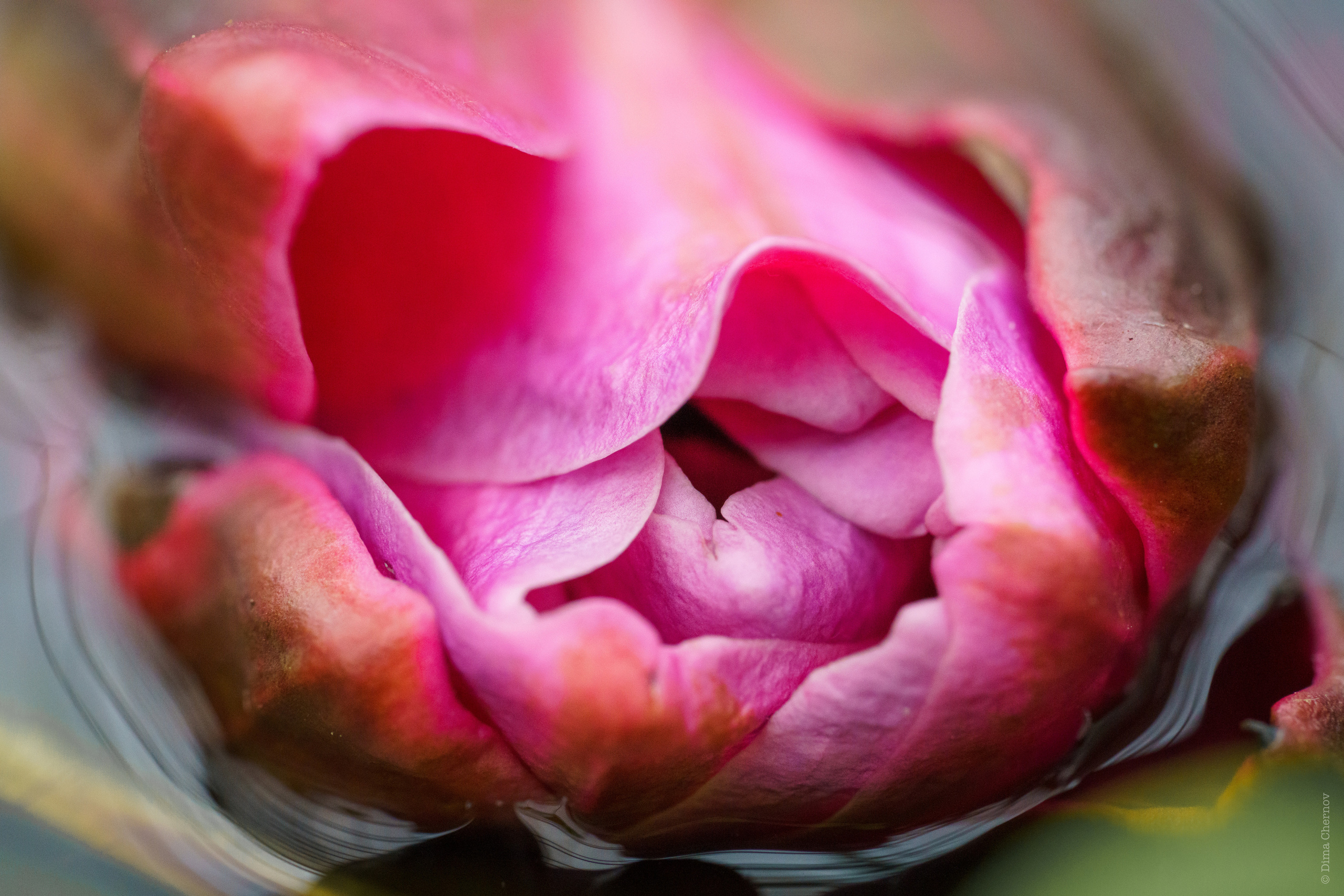 Цветы, макро. Фотографии Дмитрия Чернова