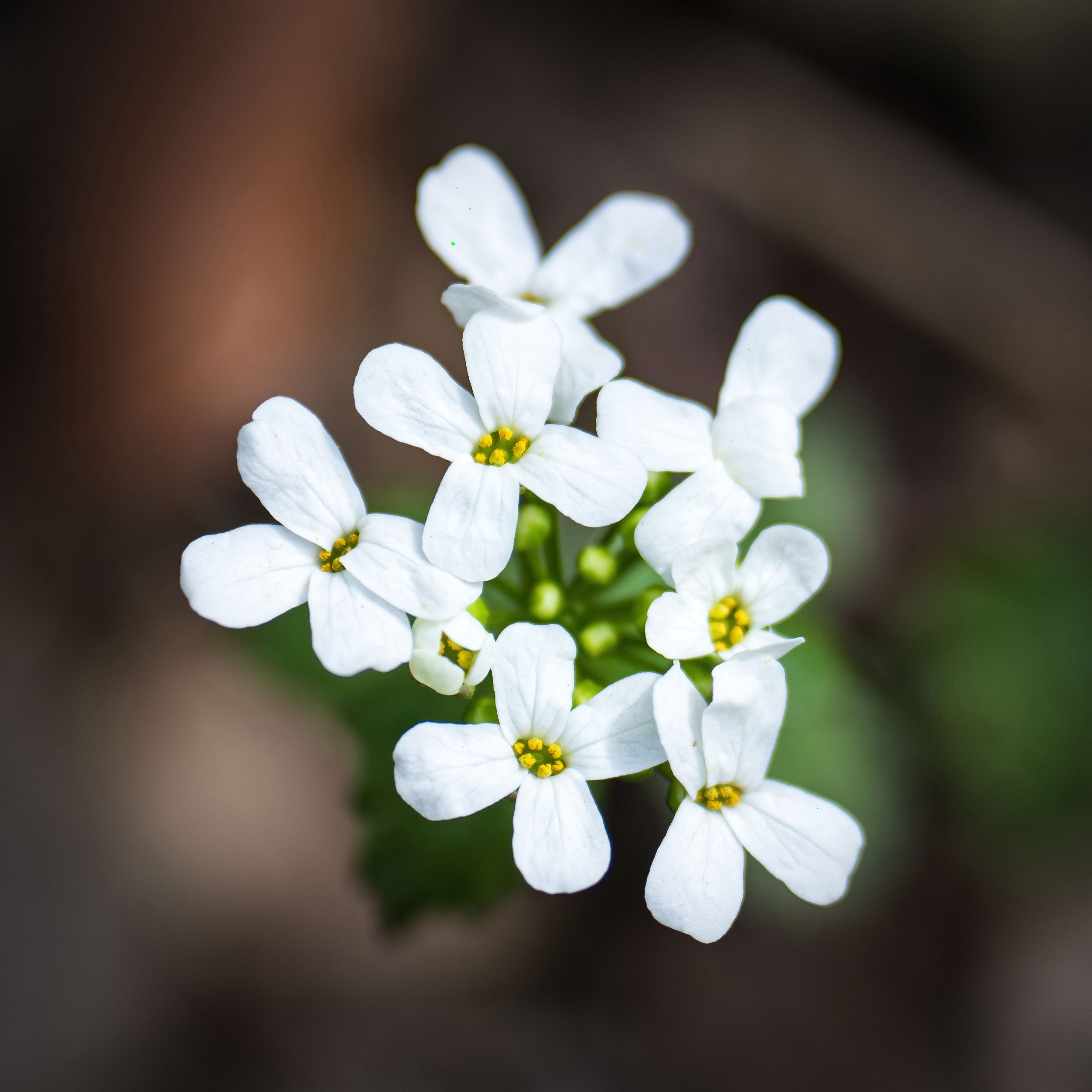 Цветы, макро. Фотографии Дмитрия Чернова