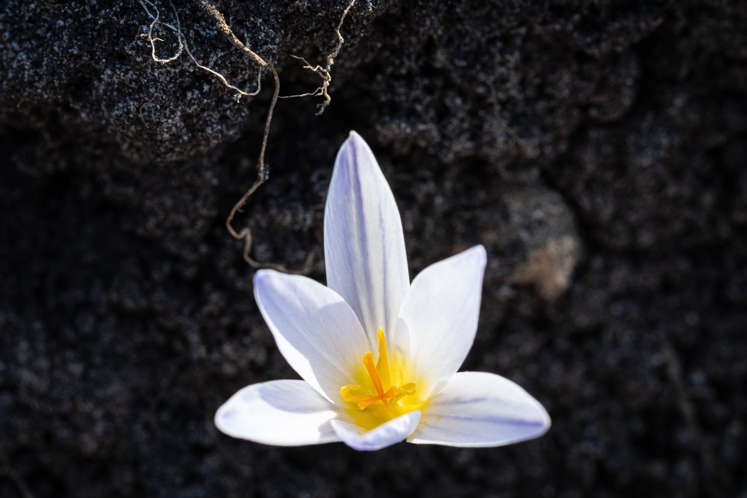 Цветы, макро. Фотографии Дмитрия Чернова