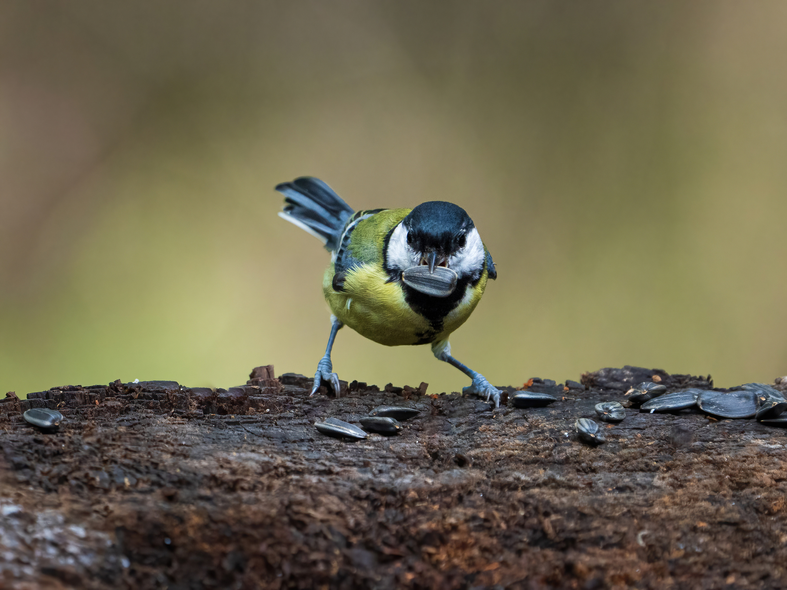 Animals, birds. Фотографии Дмитрия Чернова