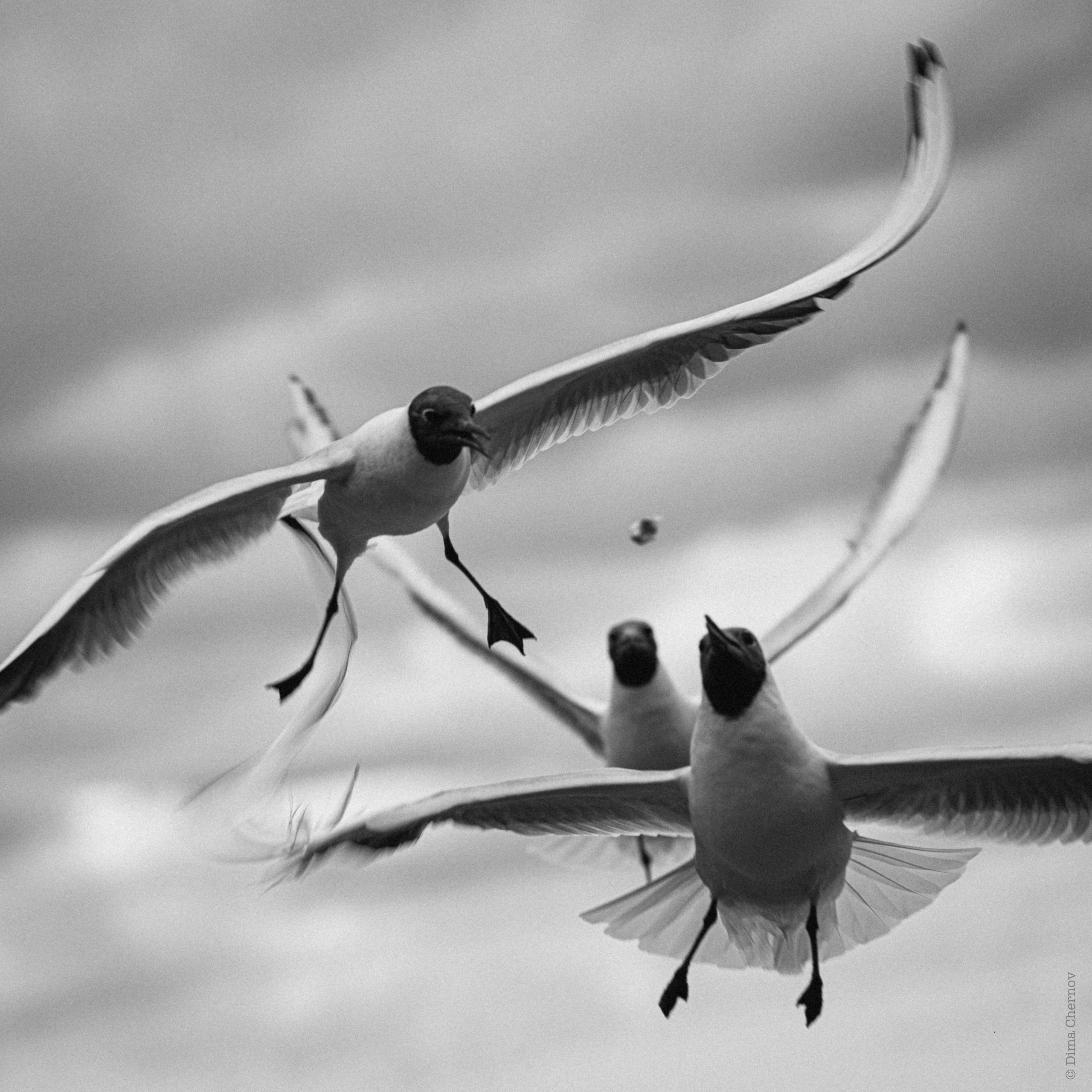 Animals, birds. Фотографии Дмитрия Чернова