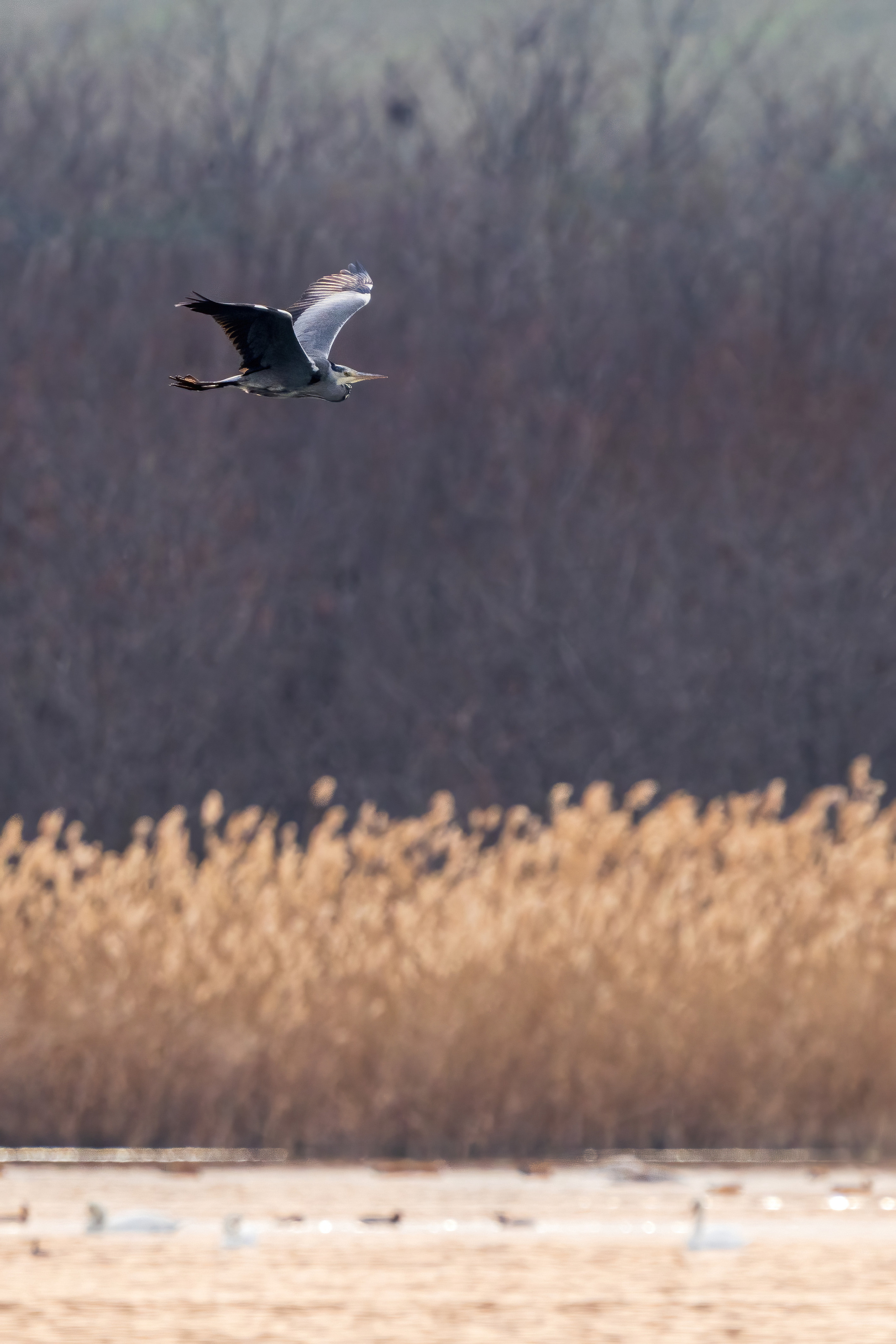 Animals, birds. Фотографии Дмитрия Чернова
