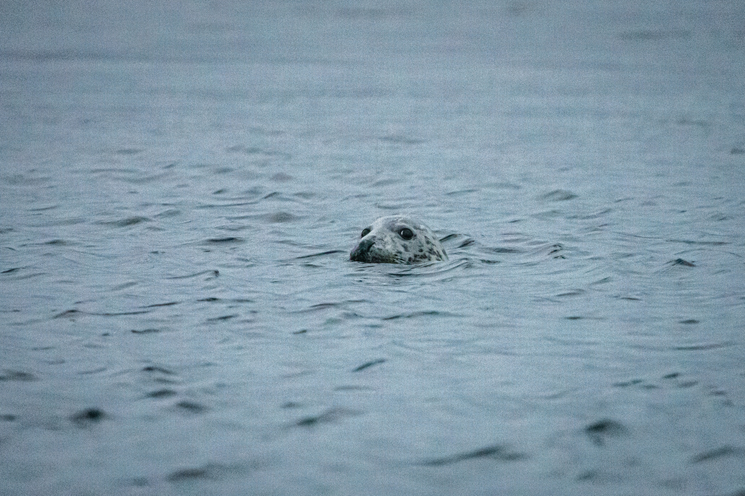 Полуострова Средний и Рыбачий. Фотографии Дмитрия Чернова
