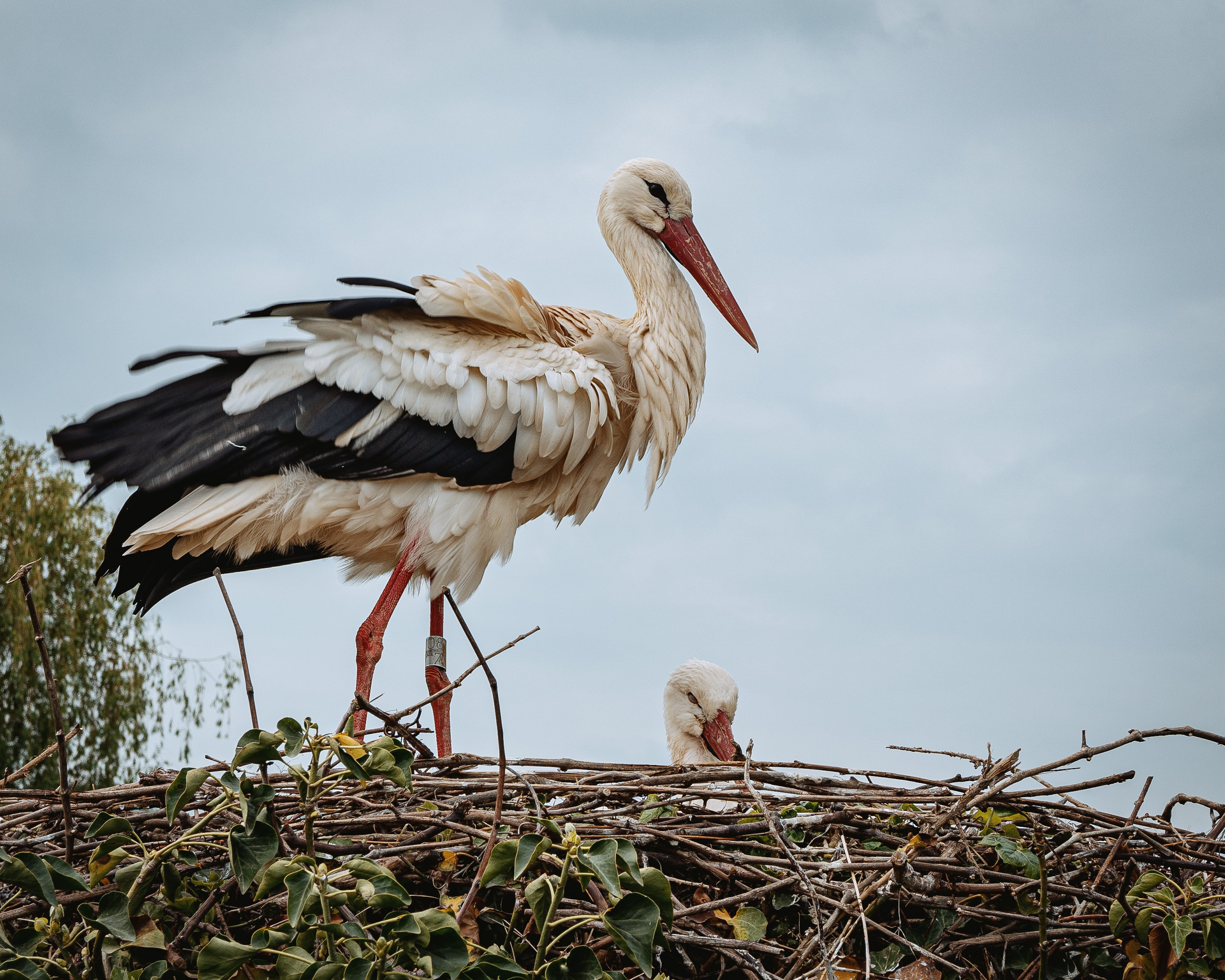 Animals, birds. Фотографии Дмитрия Чернова