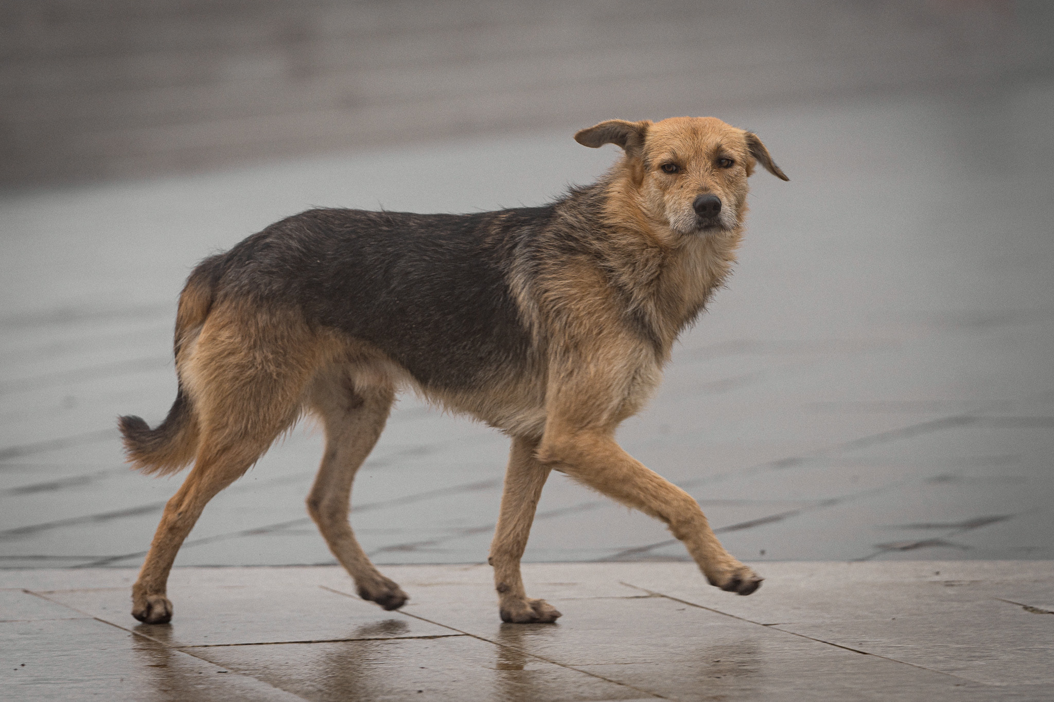 Animals, birds. Фотографии Дмитрия Чернова