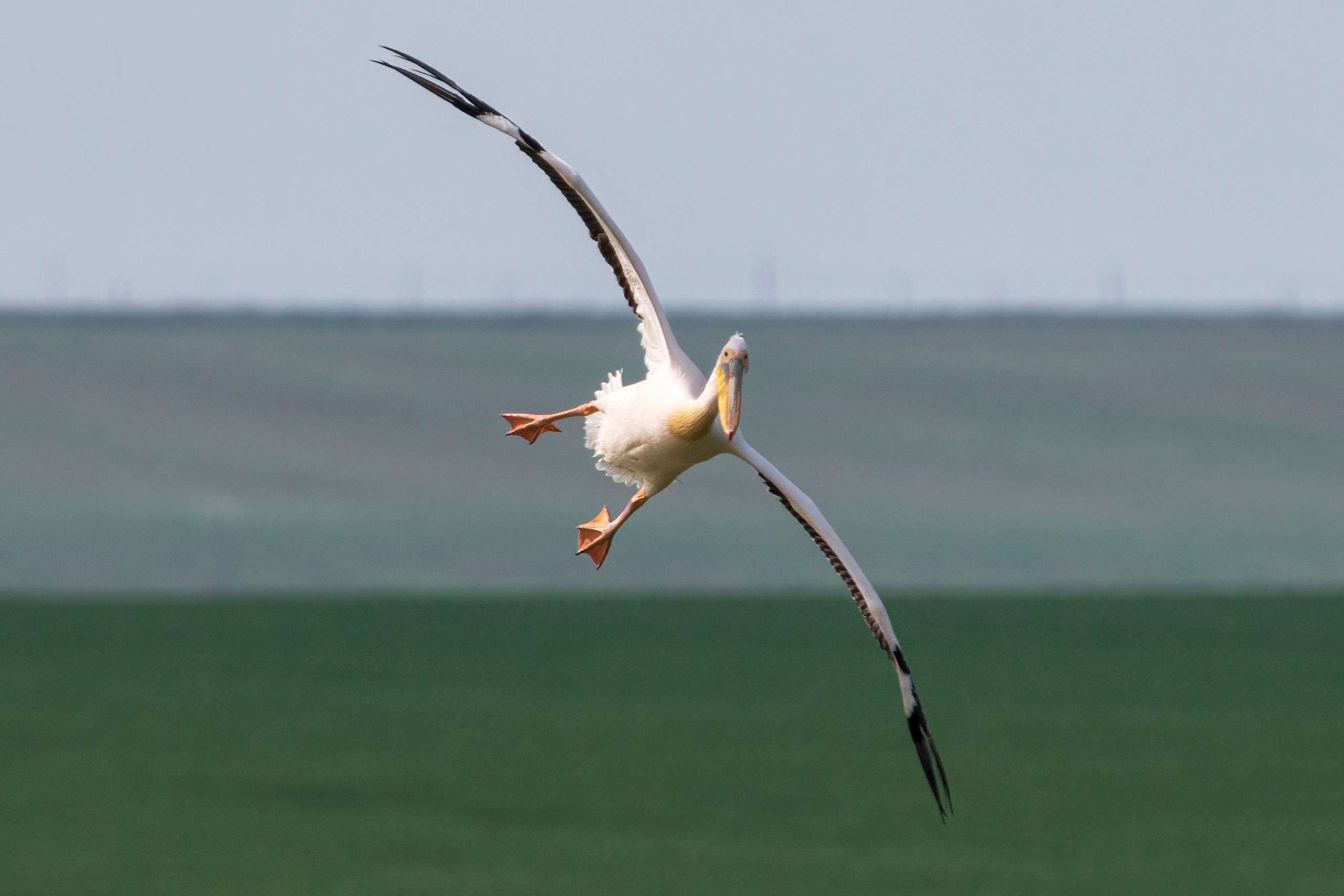 Розовый пеликан (в красной книге)