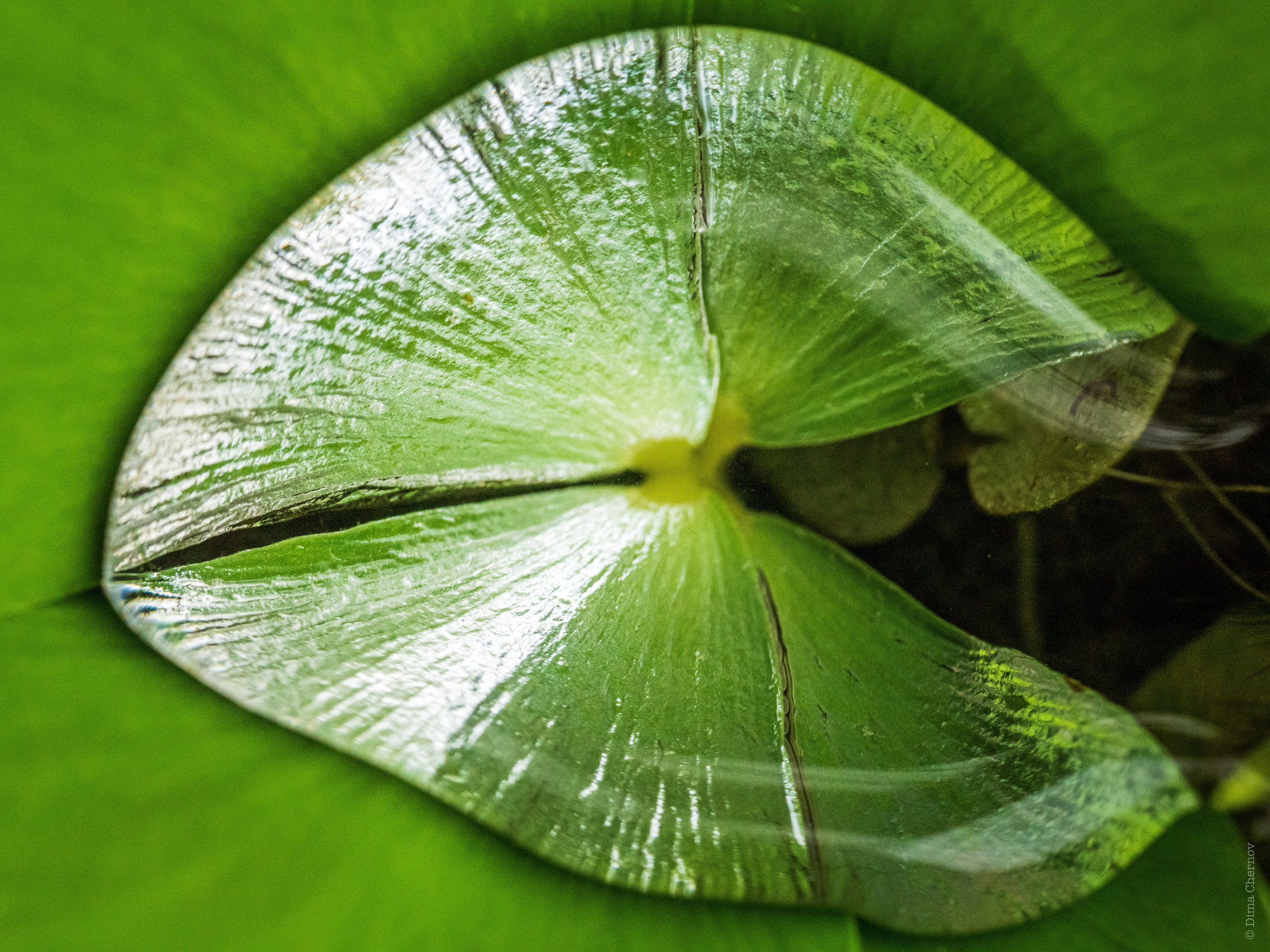 Цветы, макро. Фотографии Дмитрия Чернова