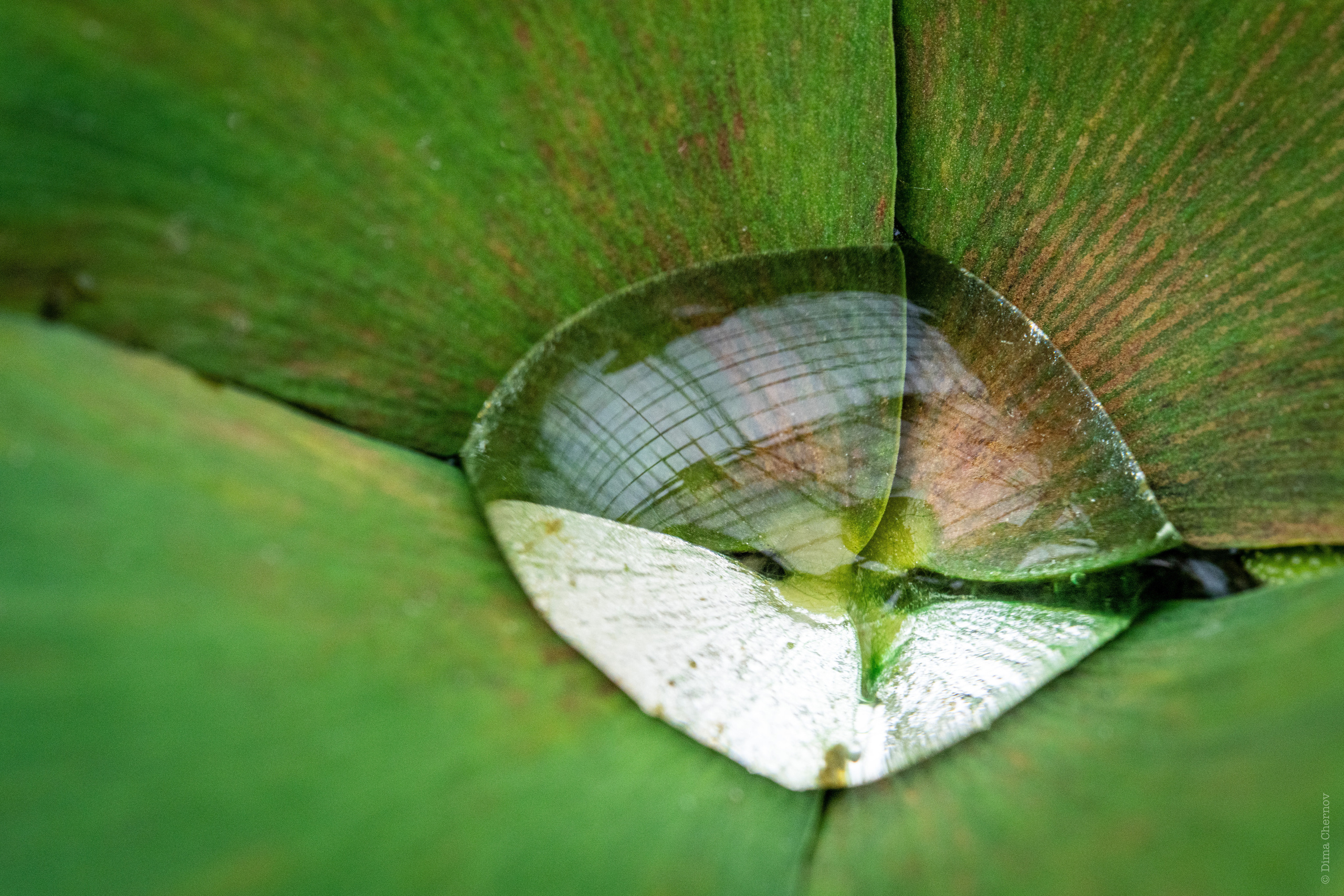 Цветы, макро. Фотографии Дмитрия Чернова