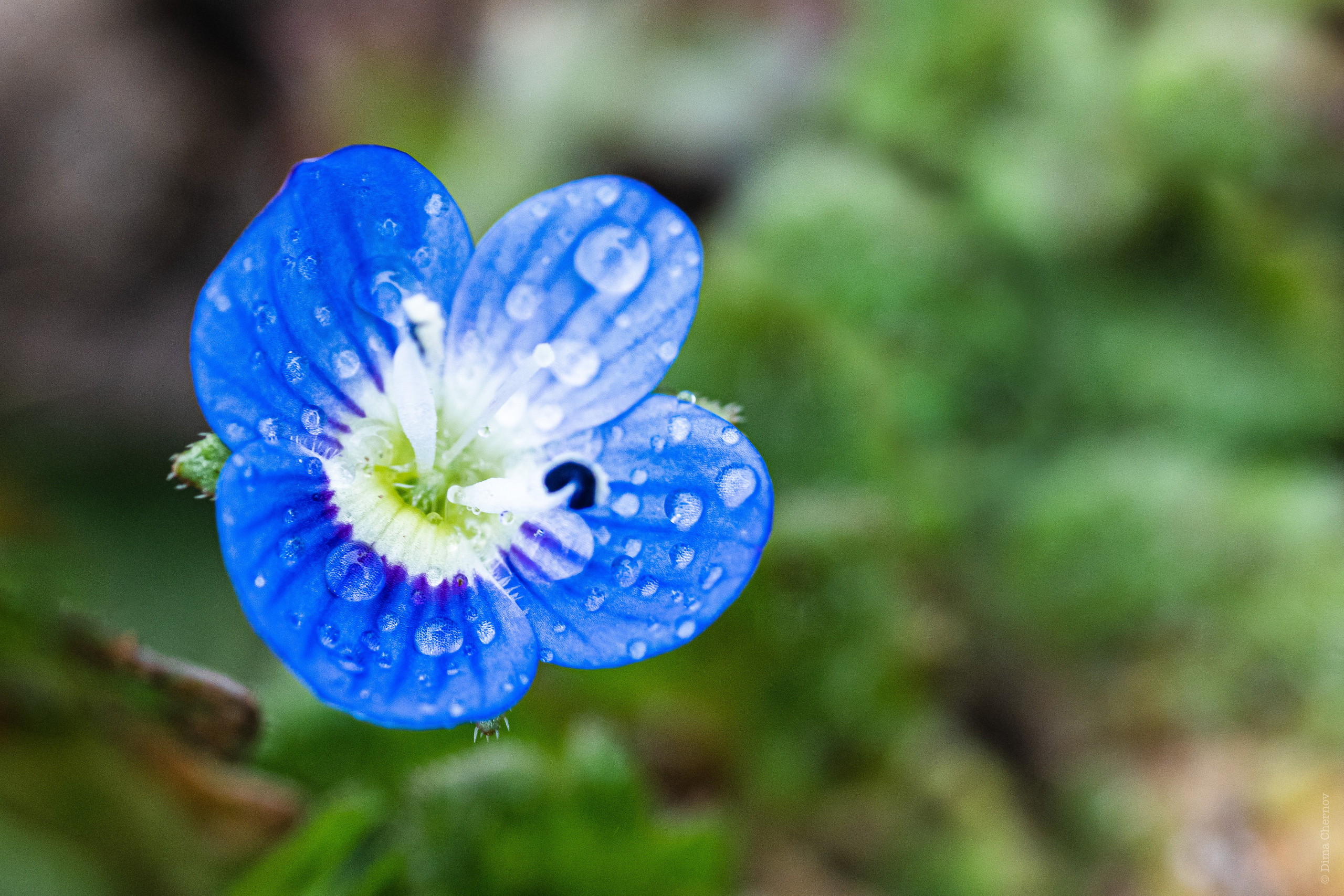 Цветы, макро. Фотографии Дмитрия Чернова