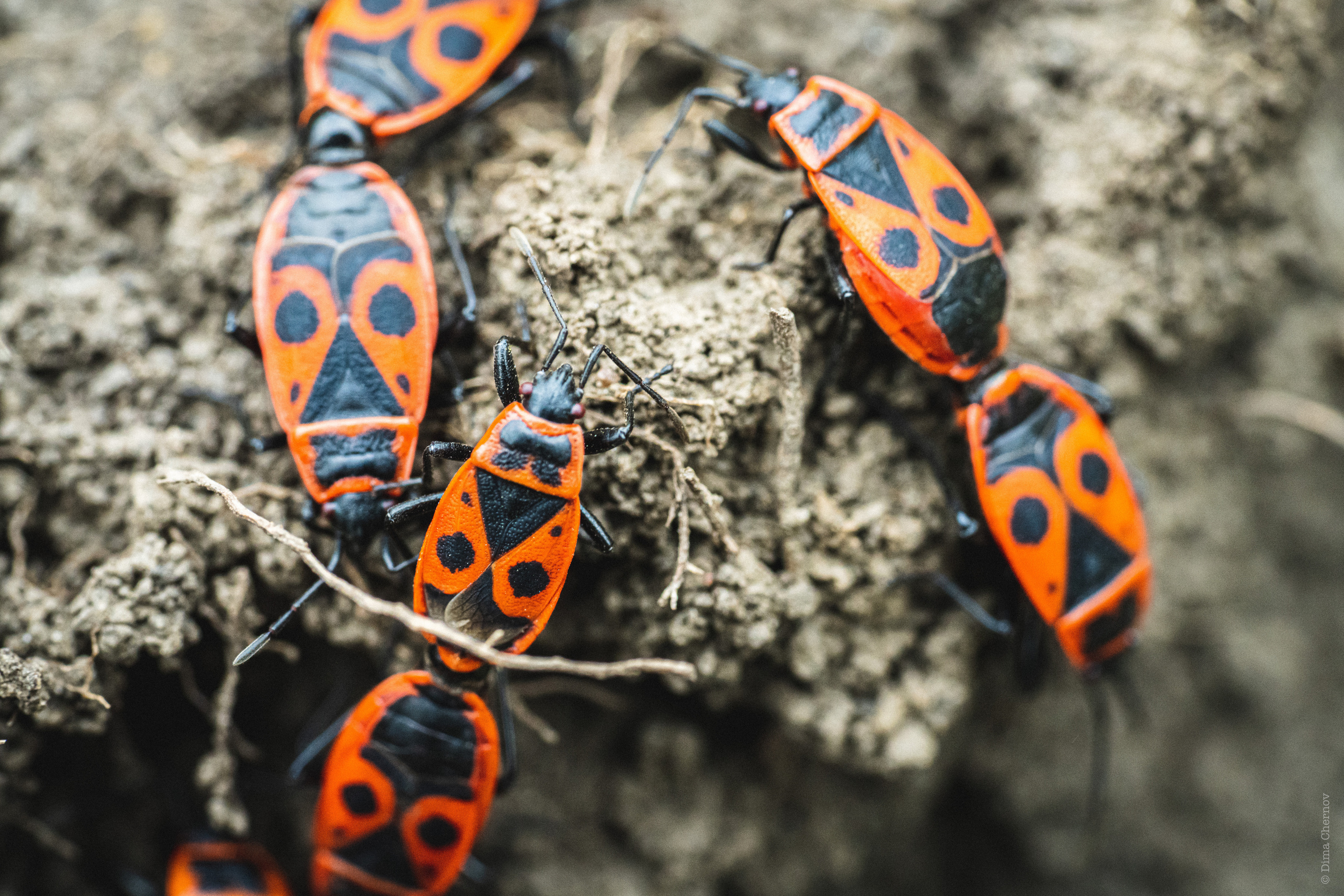 Цветы, макро. Фотографии Дмитрия Чернова