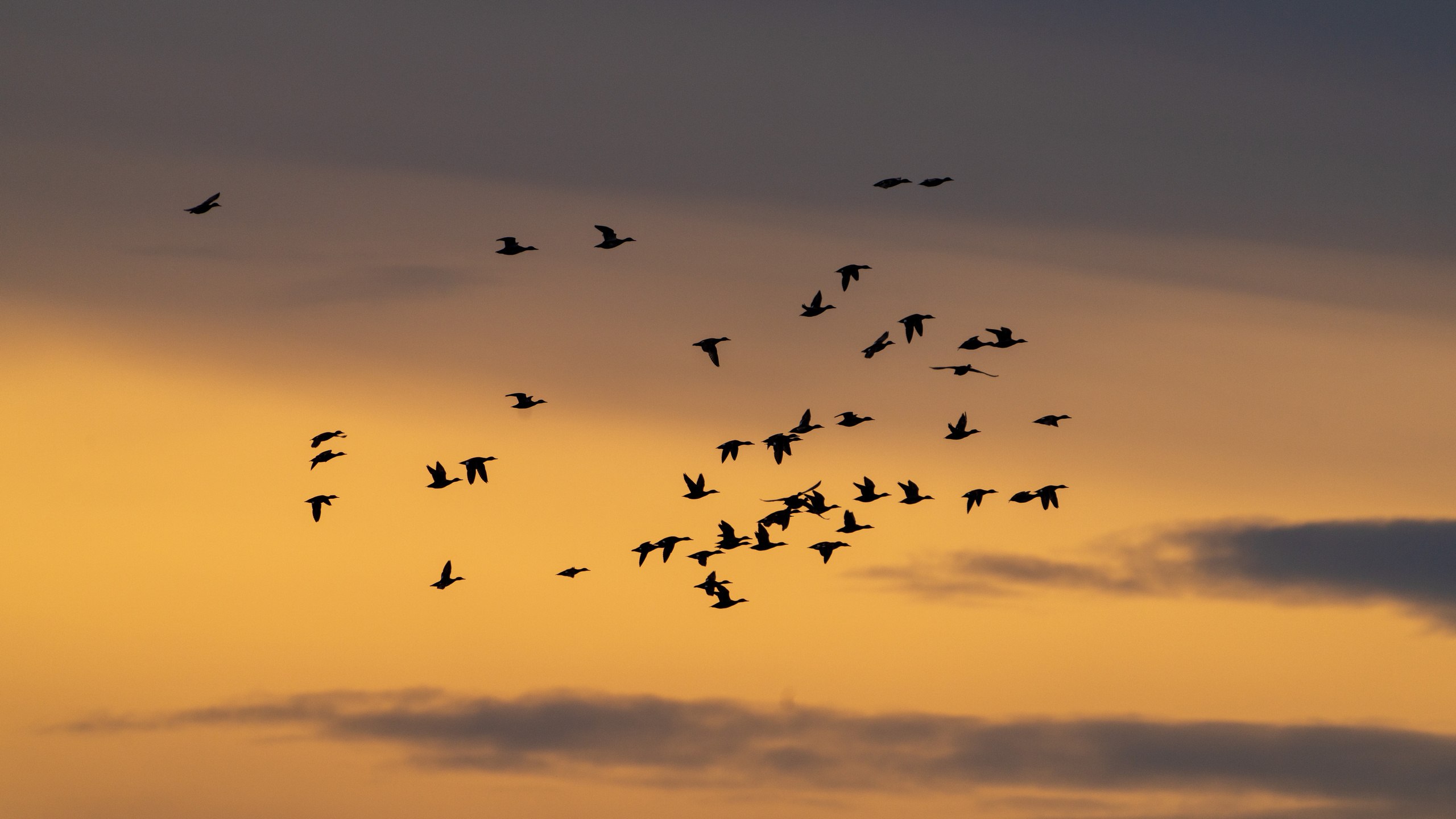 Animals, birds. Фотографии Дмитрия Чернова