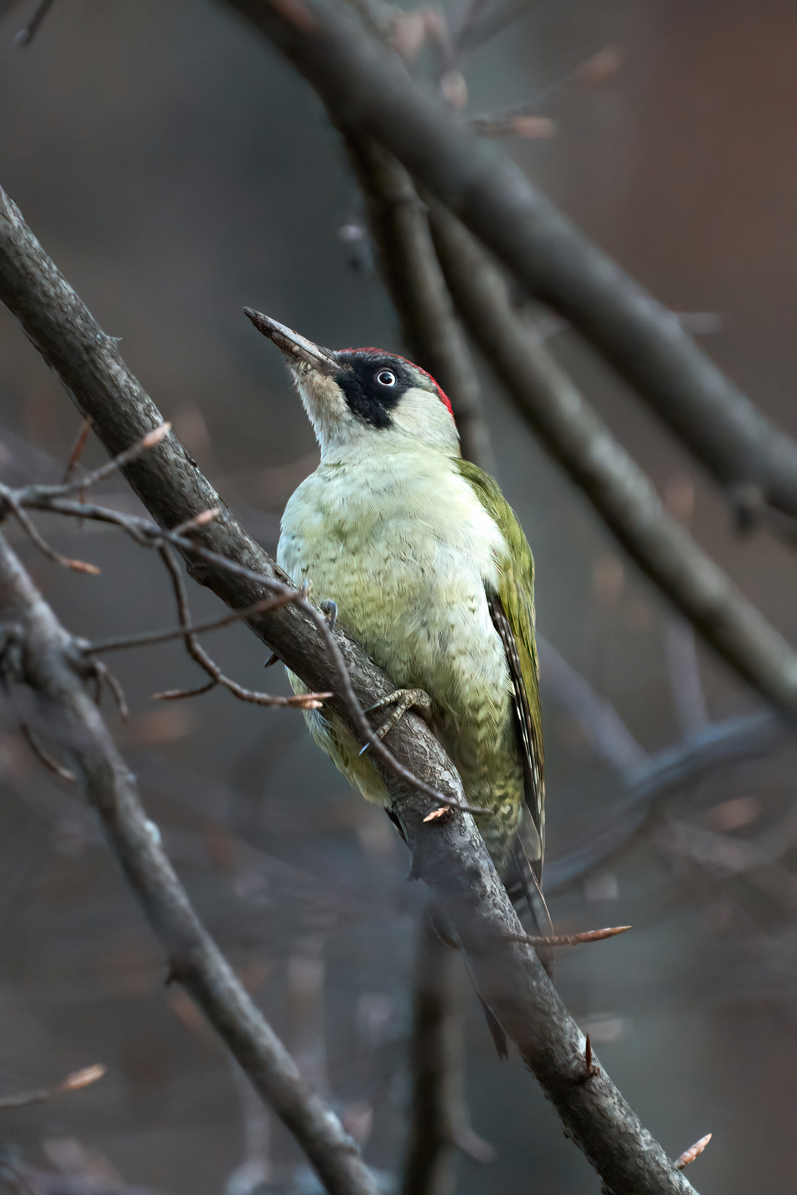Animals, birds. Фотографии Дмитрия Чернова