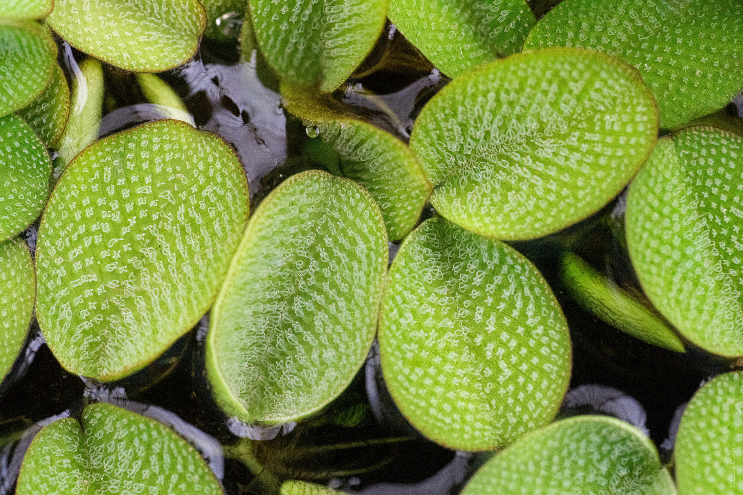 Цветы, макро. Фотографии Дмитрия Чернова