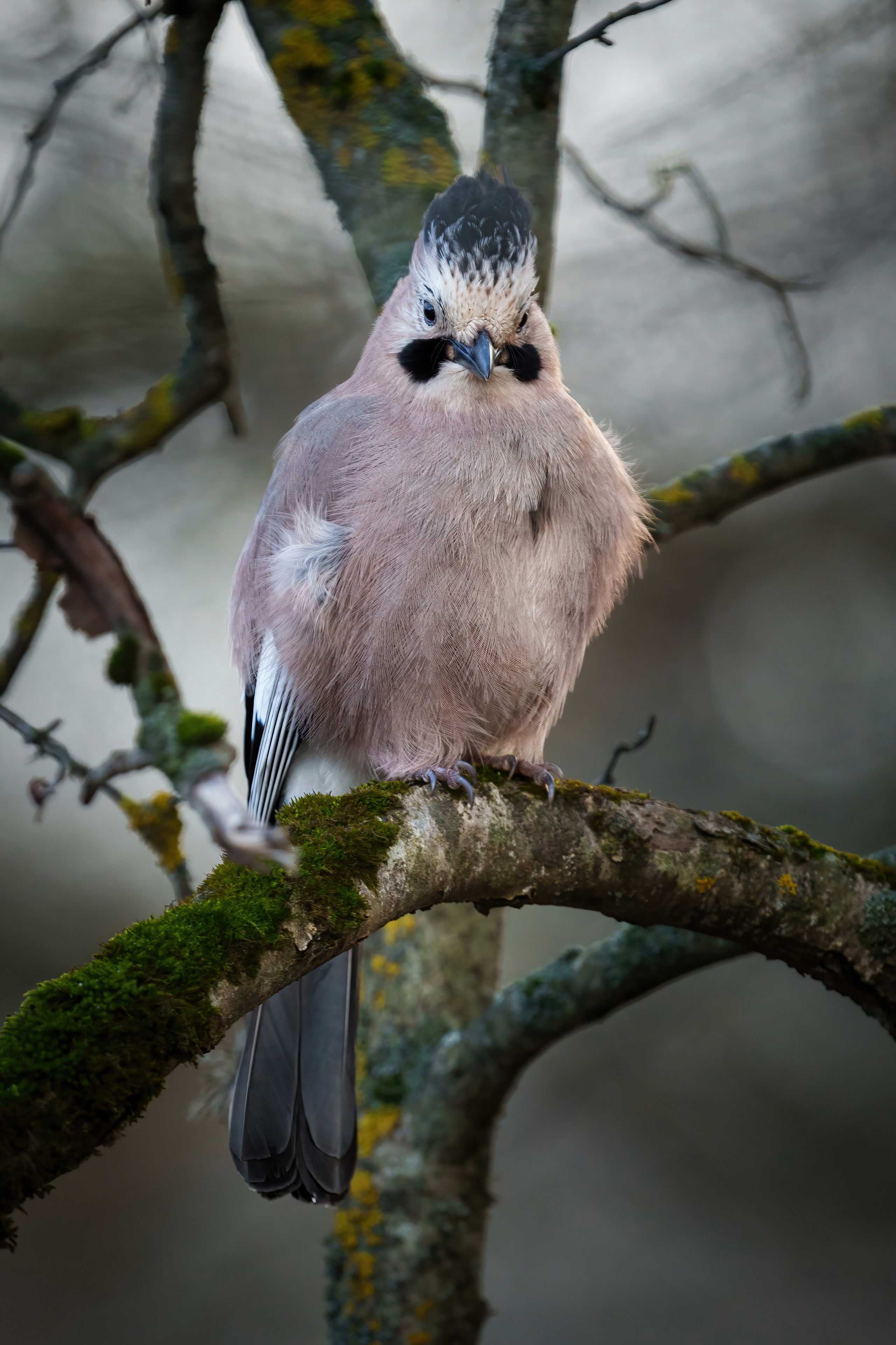 Animals, birds. Фотографии Дмитрия Чернова