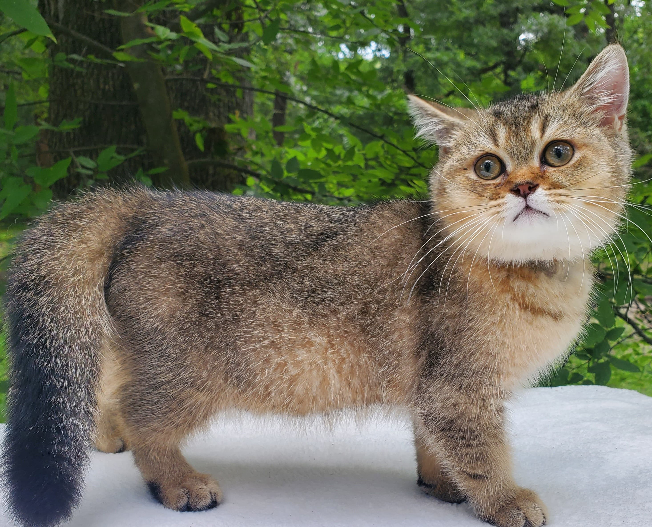 Moli, male, DB-04.07.25, sold. British shorhair Cats