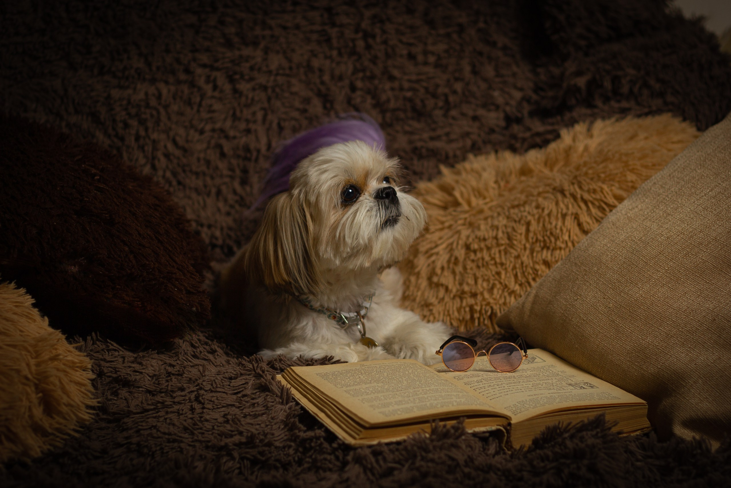 Фотосессии животных. Семейный, детский фотограф Екатеринбург Светлана Плотникова