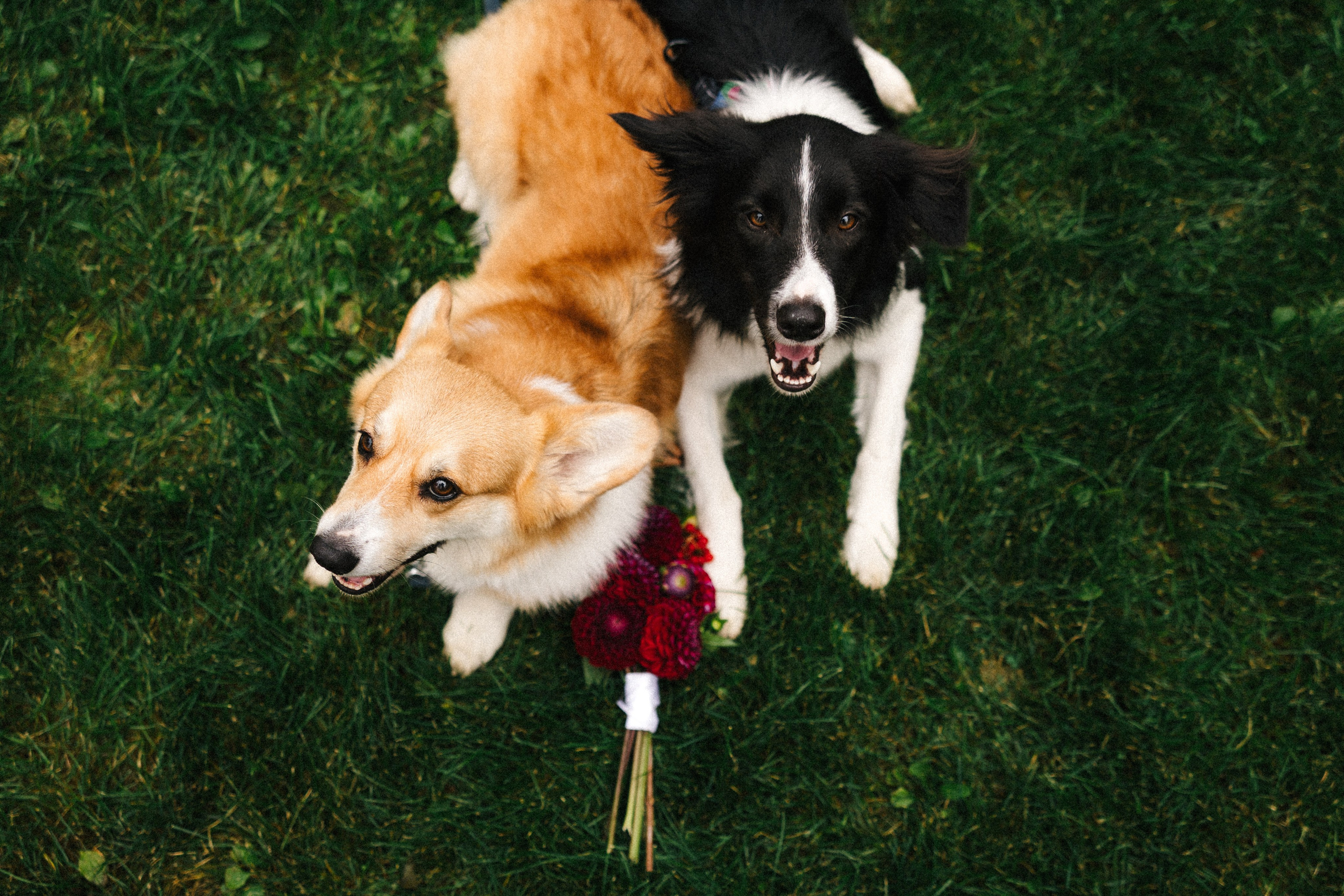 Алина и Миша. Фотораф — анималист Мария Шистка