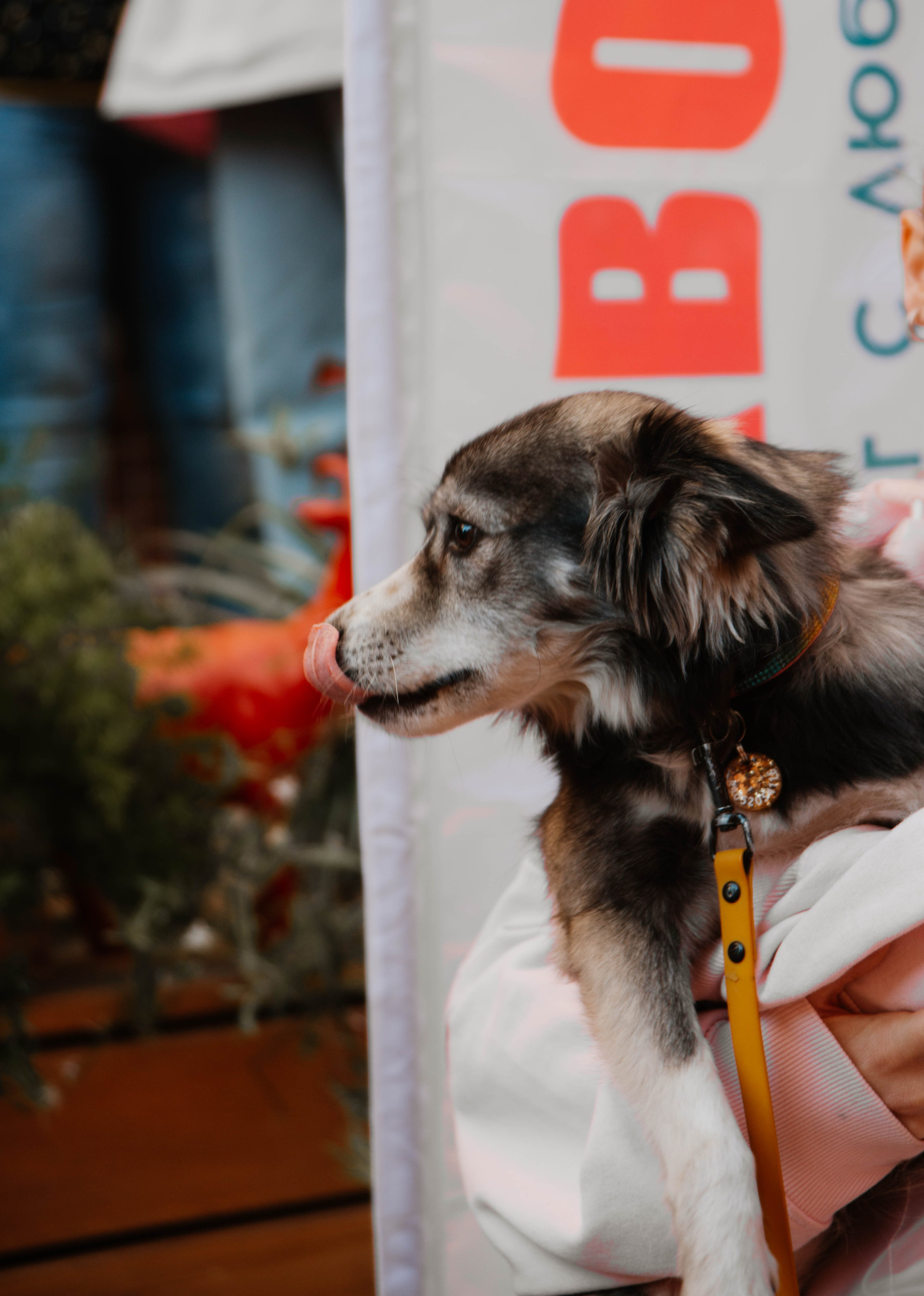 Дог-вечеринка на летнике «Кутёж». Ксения Glossa. Портретный и репортажный фотограф в Самаре
