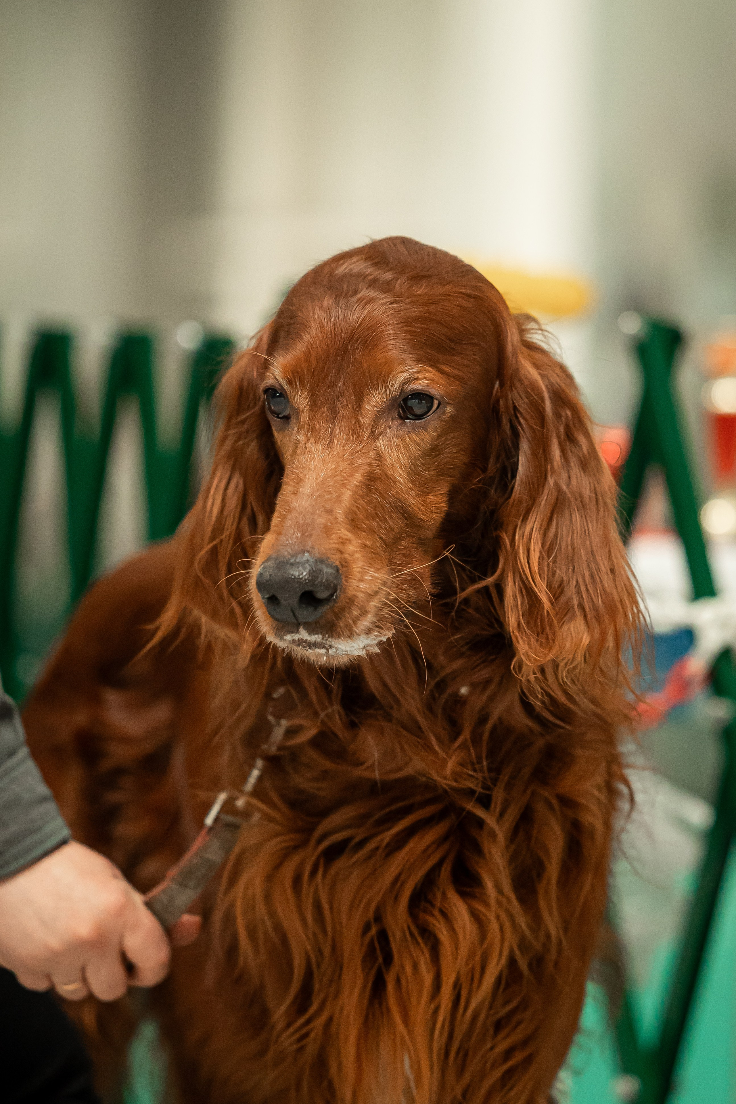 Выставка сеттеров 19.05.24