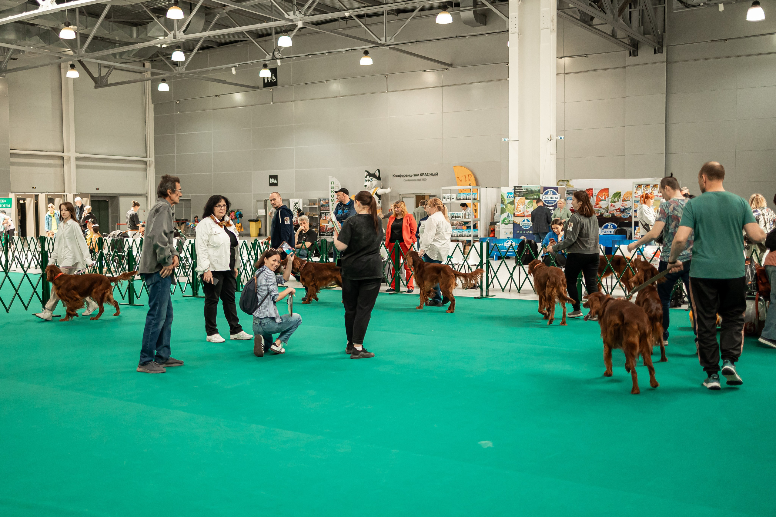 Выставка сеттеров 19.05.24