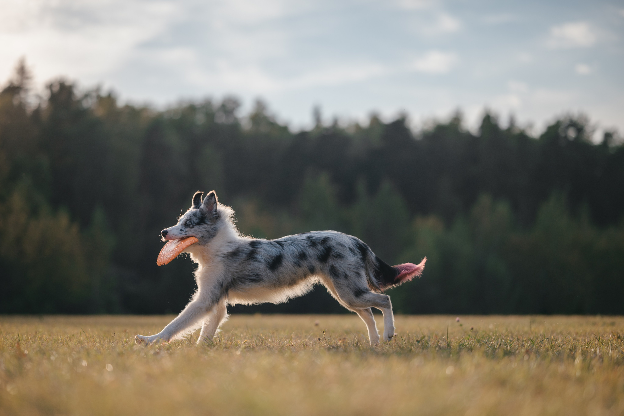 Бордерколли и фрисби. Фотограф Анималист в Москве Анастасия Жучкова