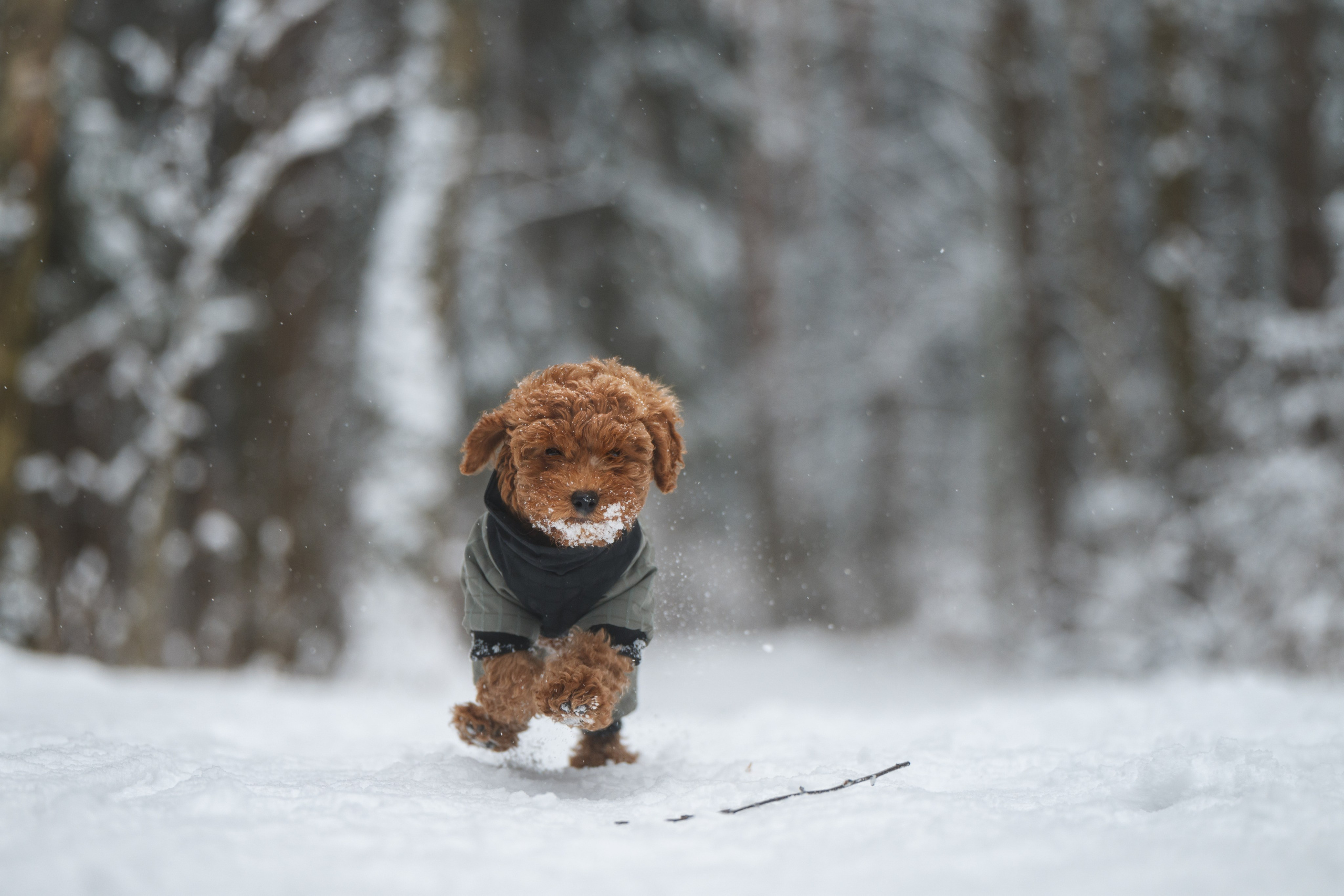 Щенок пуделя. Фотограф Анималист в Москве Анастасия Жучкова