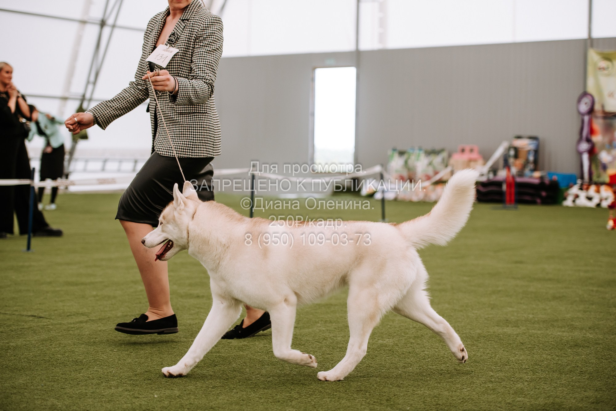 Выставка собак Красноярск 2.06. Фотограф Диана Оленина Красноярск / Братск