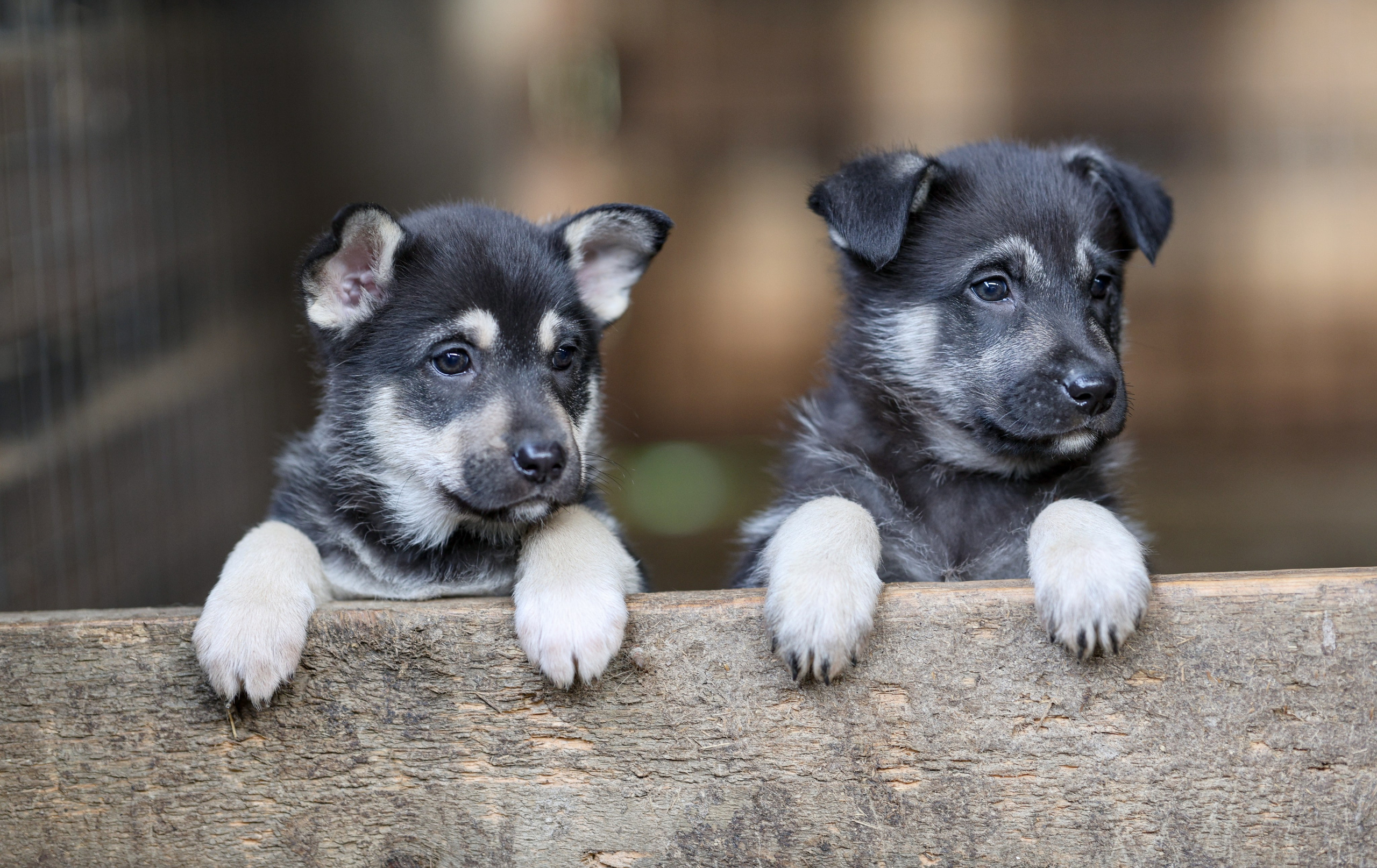 Щенки. Фотограф Максим Татаринов