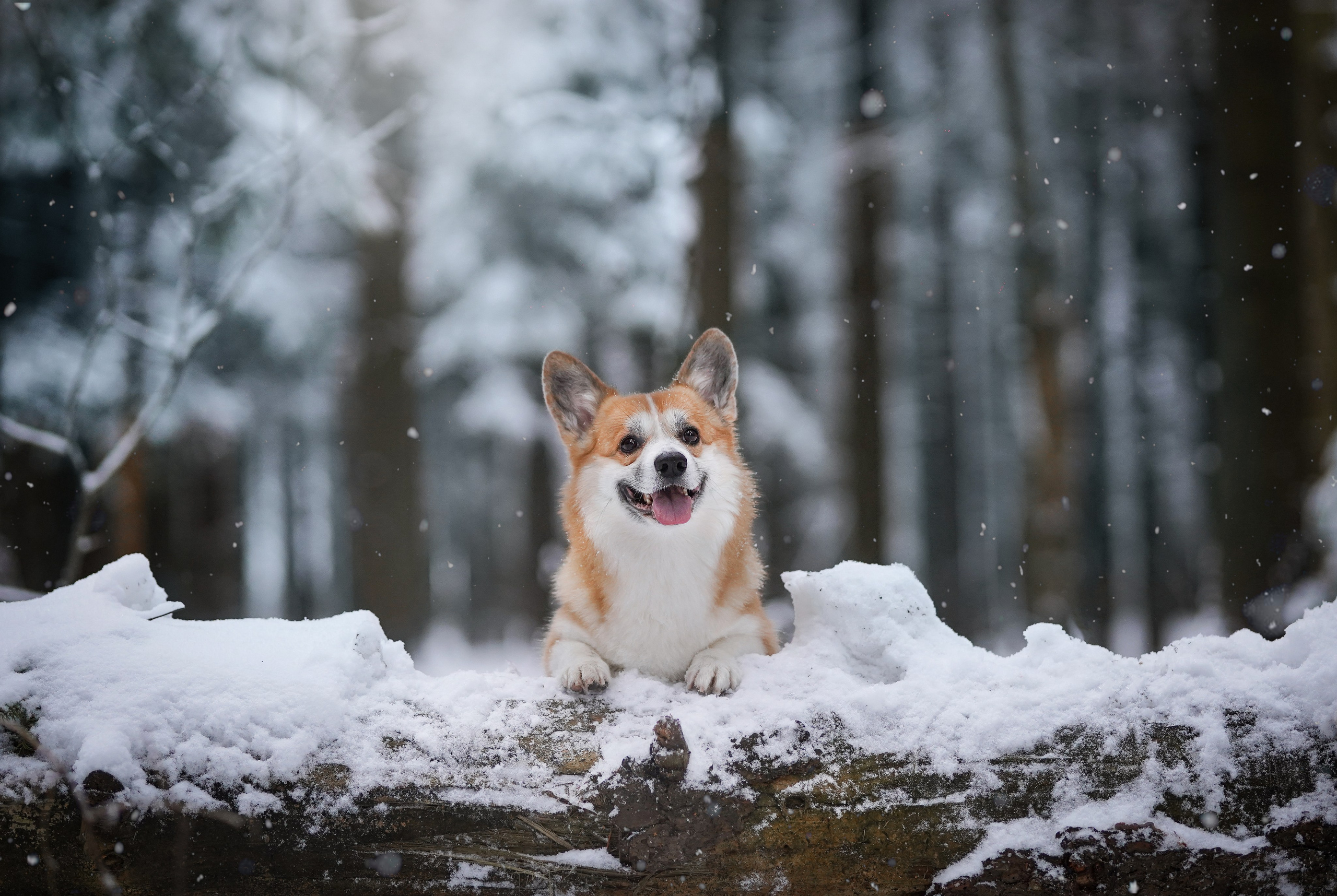 Катя Рокки и Честер. Фотограф-анималист в Санкт-Петербурге Яна Мартынова