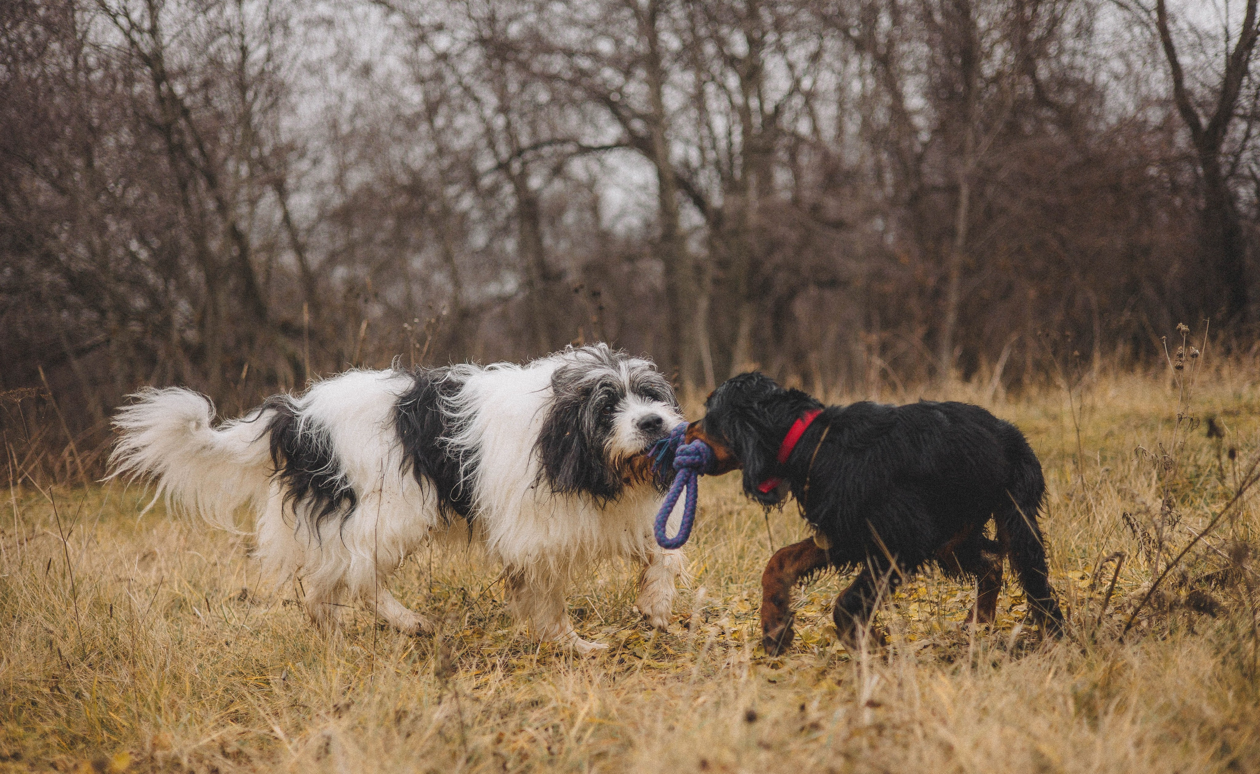 Даша, Глеб, Барс и Бруно. Фотограф-анималист Богданова Полина