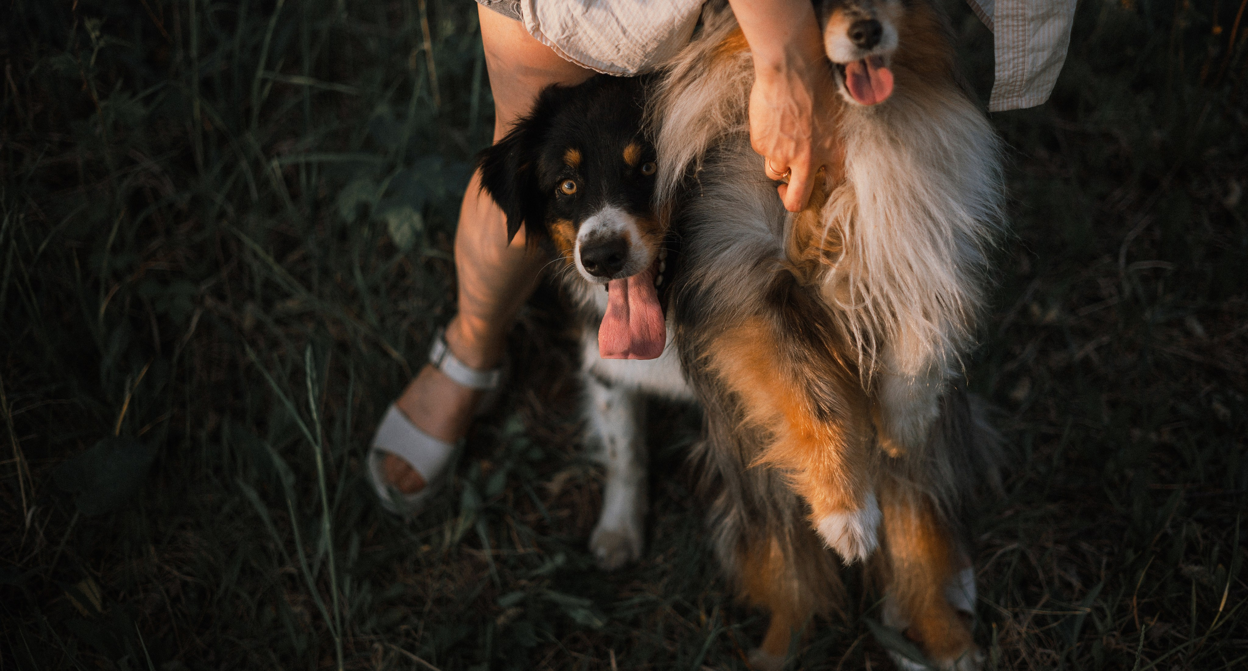 Настя, Шуня, Милка и Тигуан. Фотограф-анималист Богданова Полина