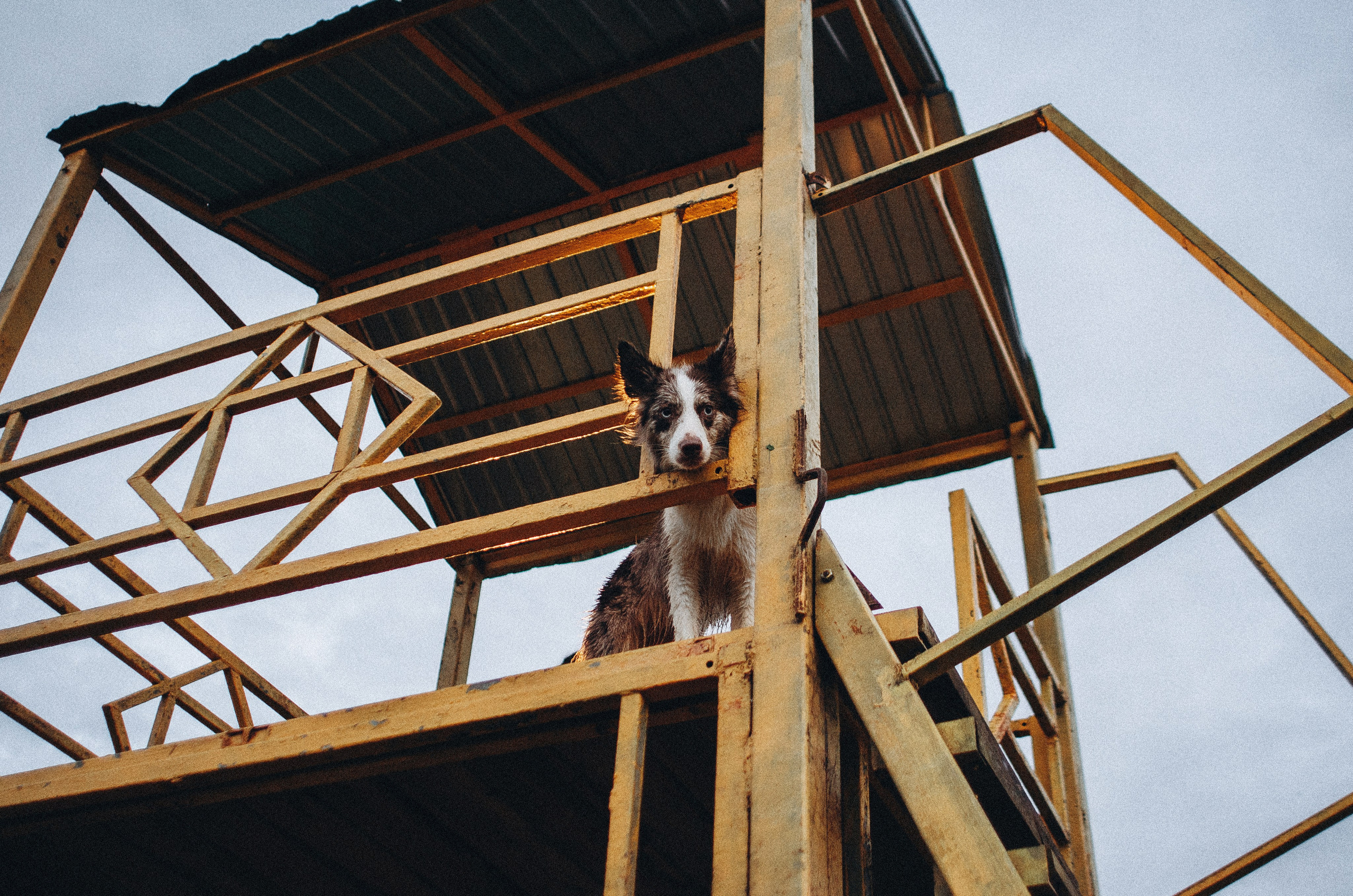 Алина и Бруна. Фотограф-анималист Богданова Полина