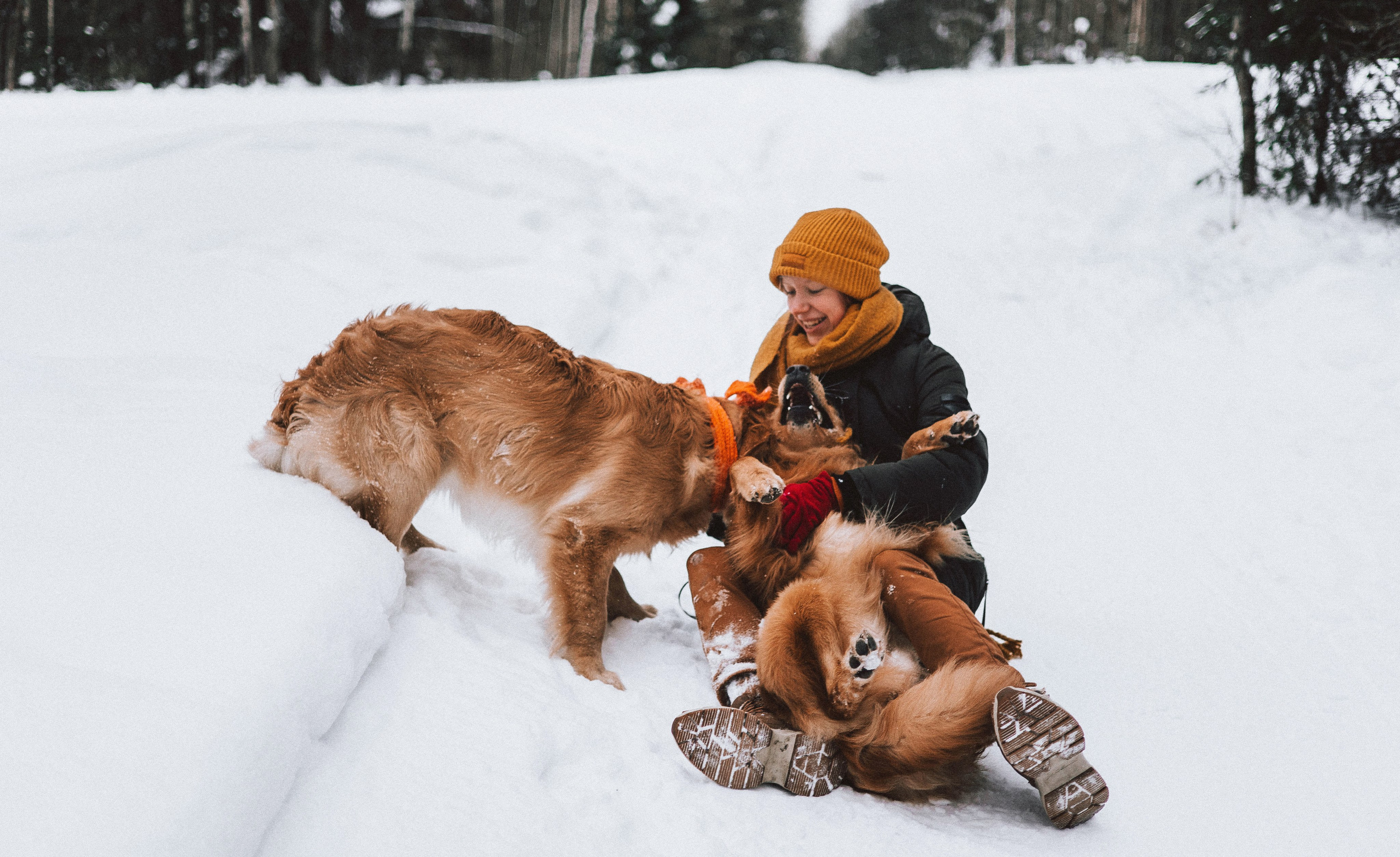 Саша, Юля, Грэй и Джой. Фотограф-анималист Богданова Полина
