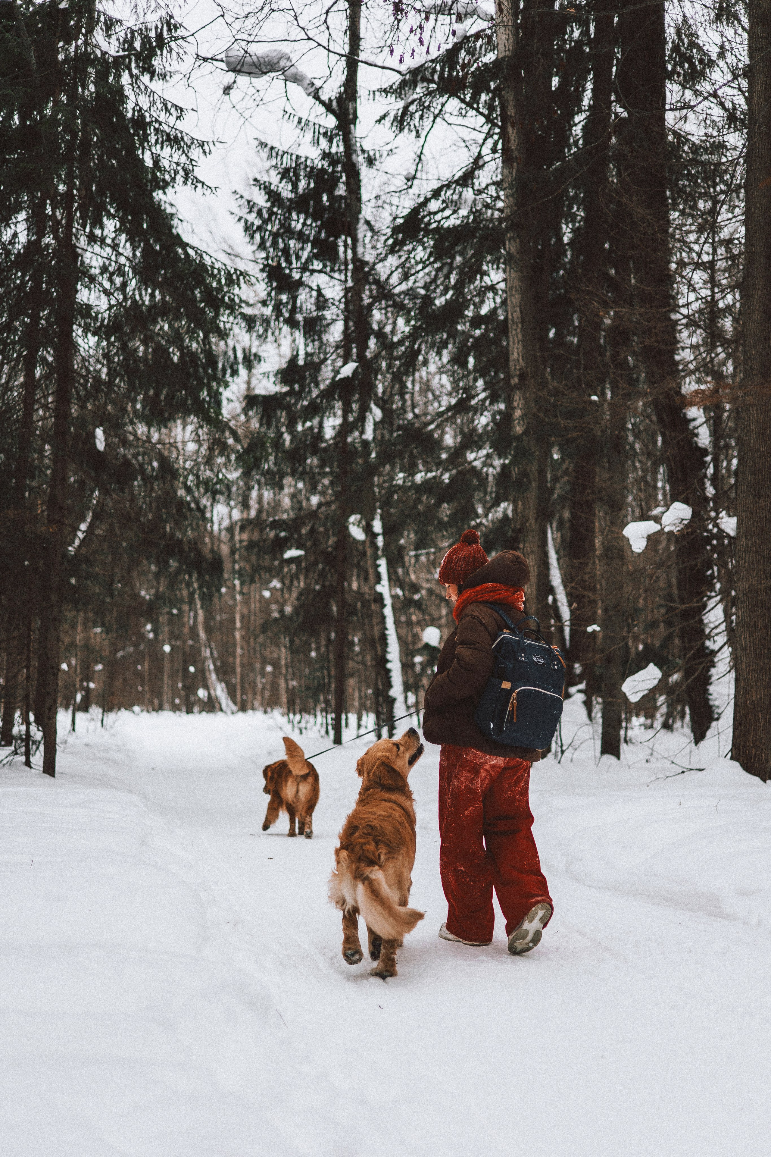 Саша, Юля, Грэй и Джой. Фотограф-анималист Богданова Полина
