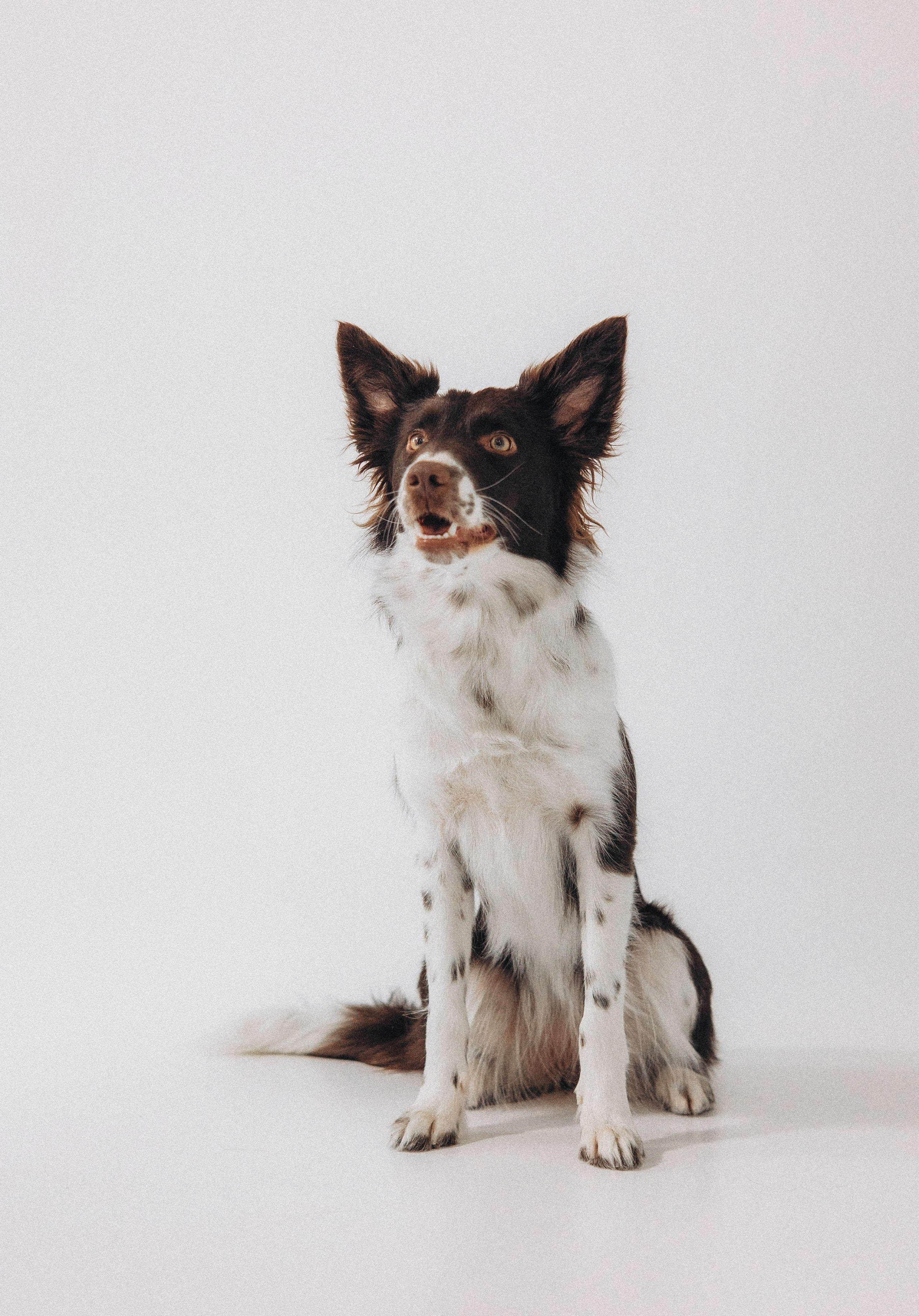 Алена и Гвендолин. Фотограф-анималист Богданова Полина