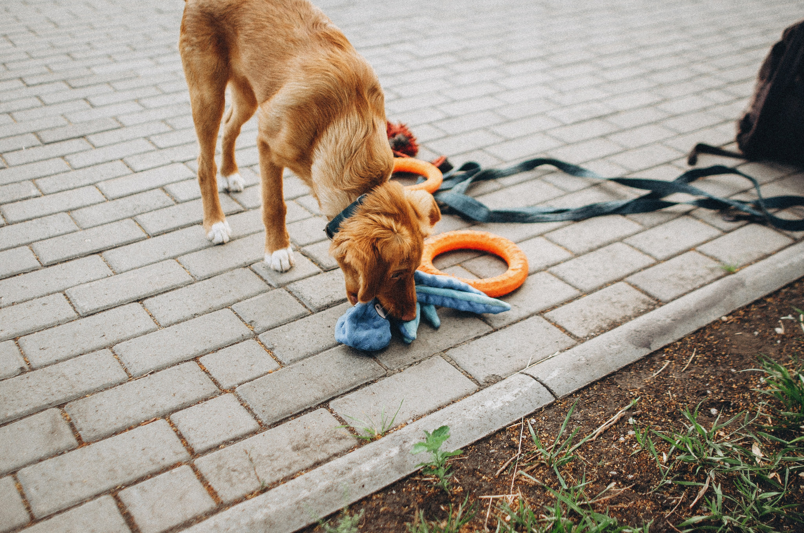 Вика и Хардин. Фотограф-анималист Богданова Полина