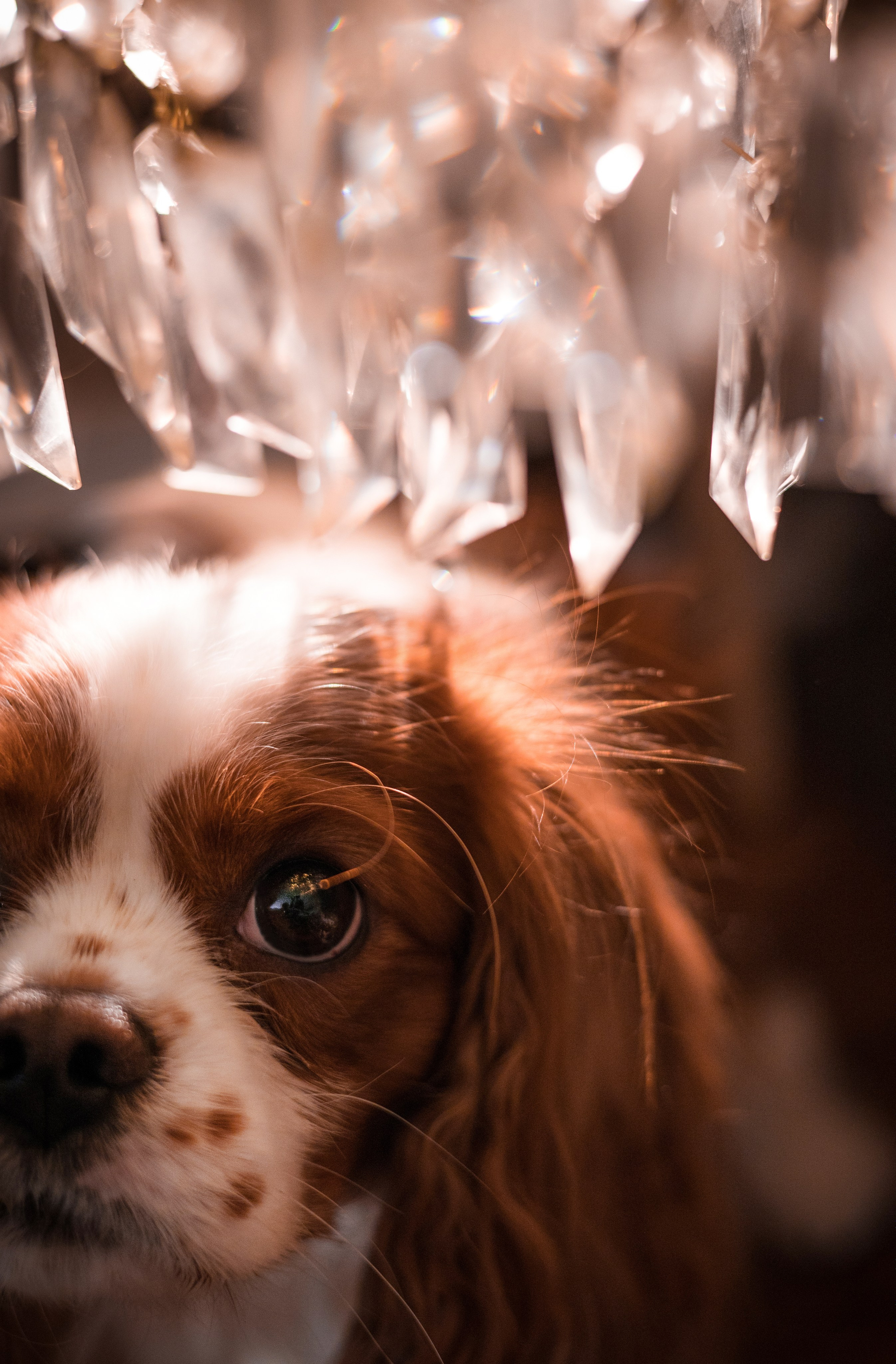 Портфолио. Фотограф-анималист в Екатеринбурге Марина Шишкина