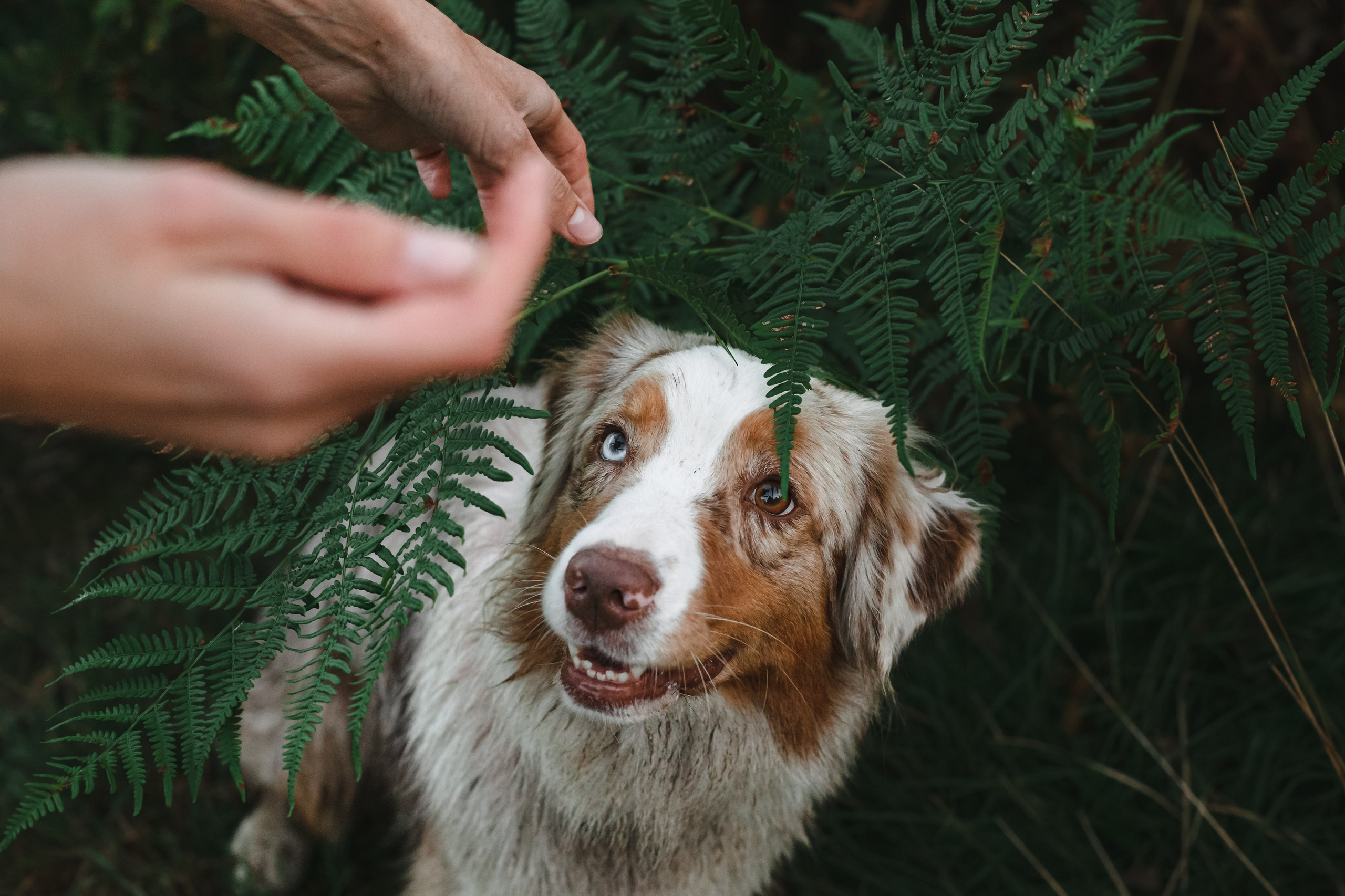 Фотопрогулка в Ленобласти. Фотограф-анималист Татьяна Степанова