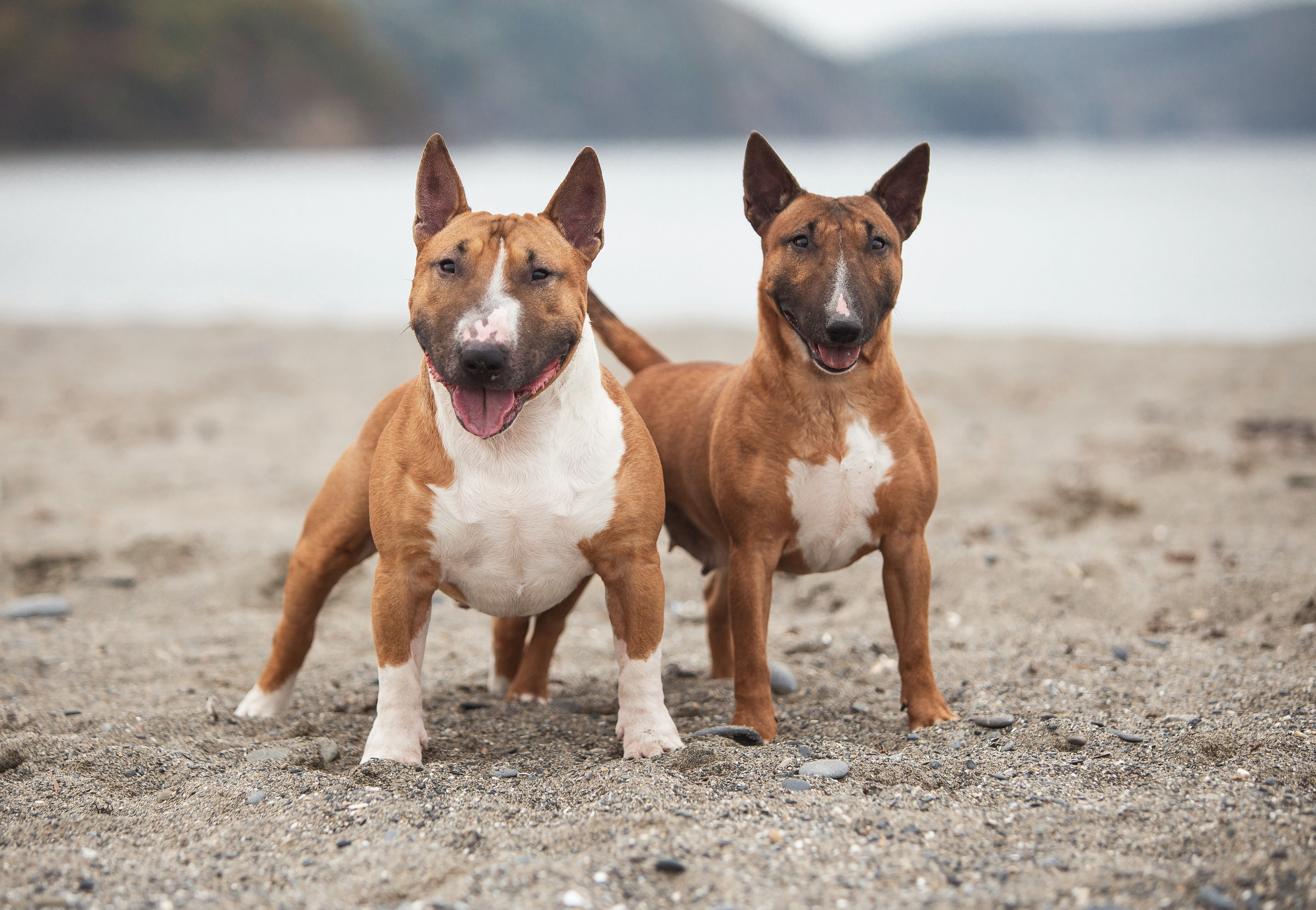Экстерьерная Съёмка. Семейный фотограф анималист г. Находка