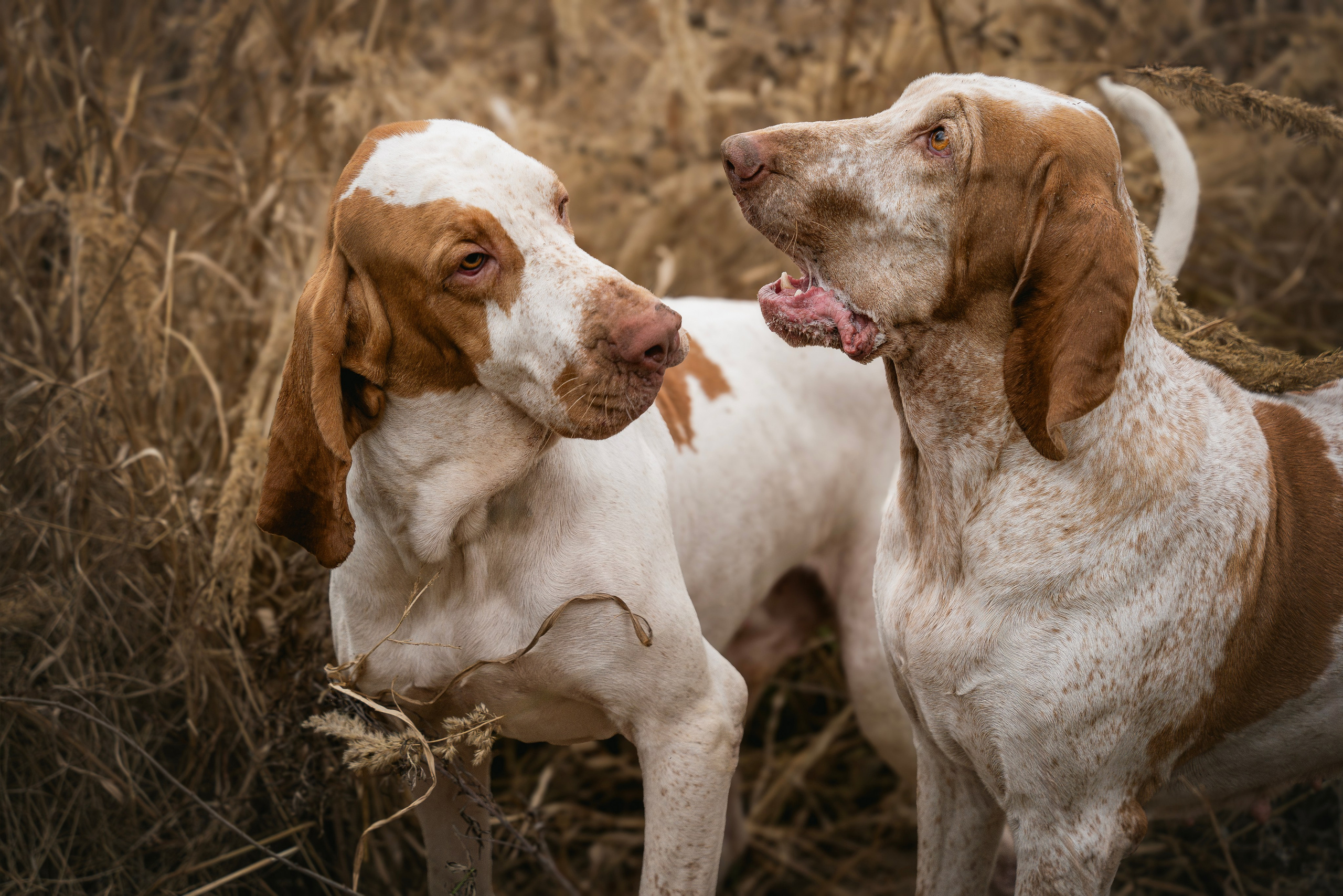 Итальянский бракк Стеша и Любомир. Семейный фотограф анималист г. Находка