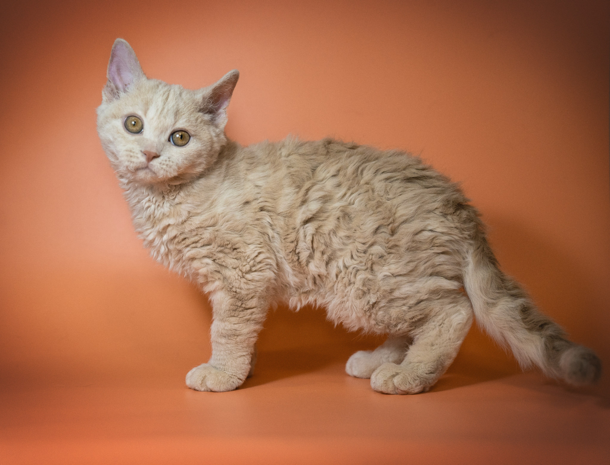 Котики. Семейный фотограф анималист г. Находка