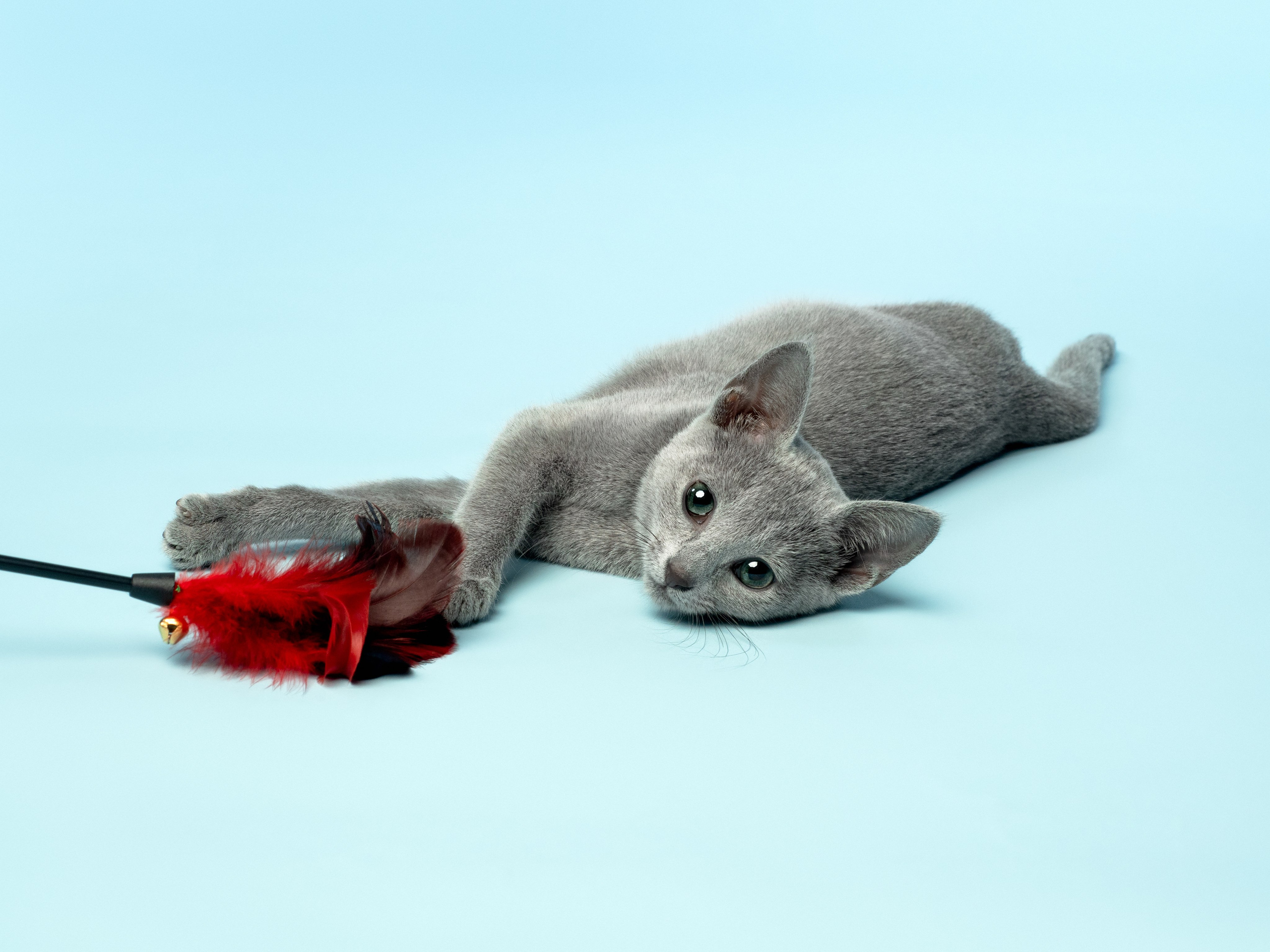 Студийная съёмка. Фотограф животных и людей в Санкт-Петербурге Дарья Быстрицкая