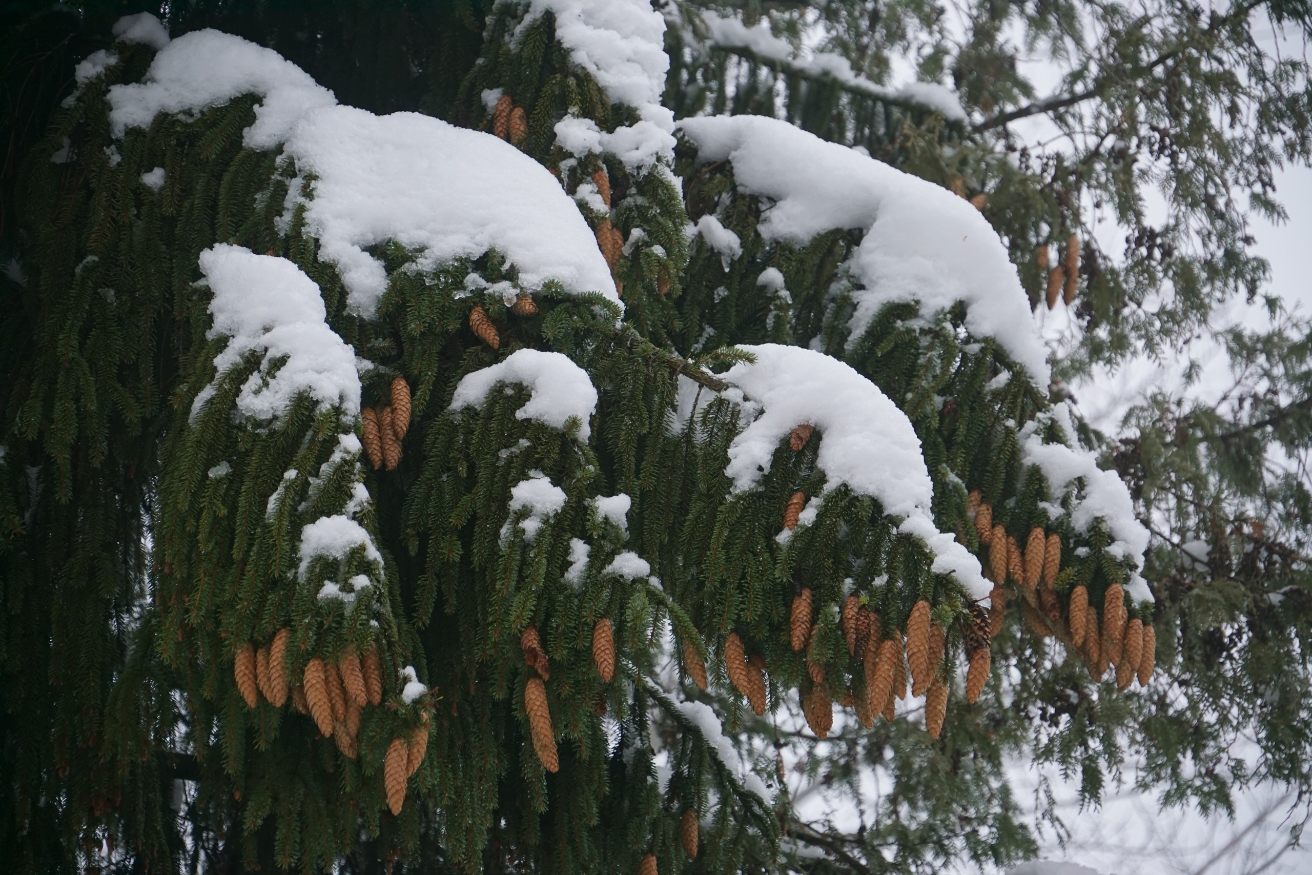 Шашлыки с ночевкой. Софрино | 23-24.01.2021. Галерея Фантим