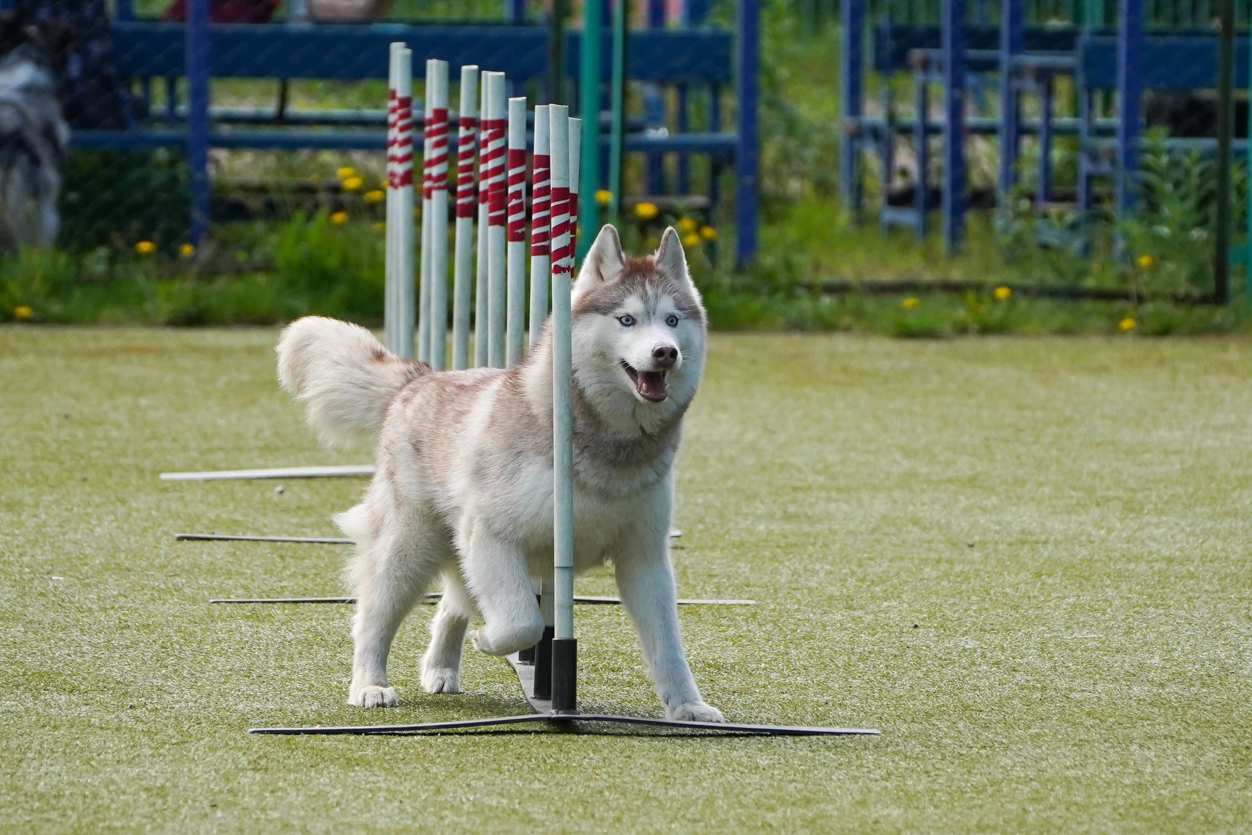Аджилити 25.05.24, Санкт-Петербург. Фотограф-анималист Анастасия Большакова