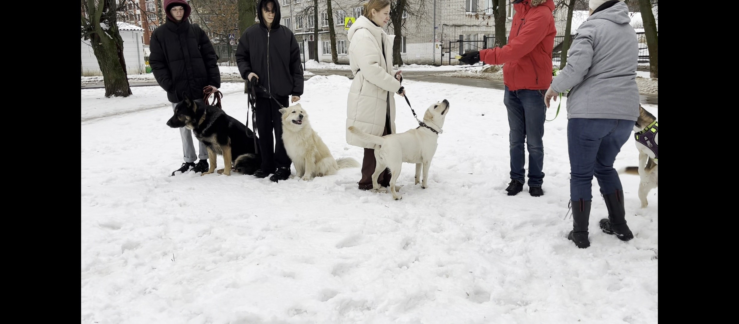 Практические занятия по дрессировке. НРОО КЦ "Собаковод"