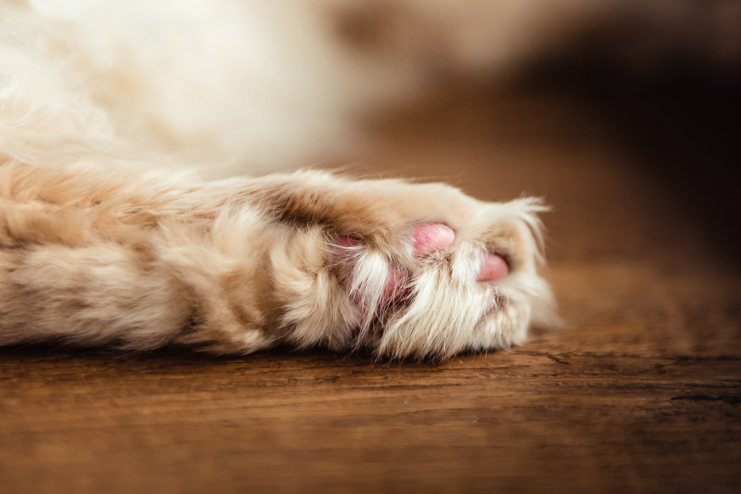 Алена, Виктор, Оливка и Ластик. Семейный Фотограф в Москве Ирина Хохлова