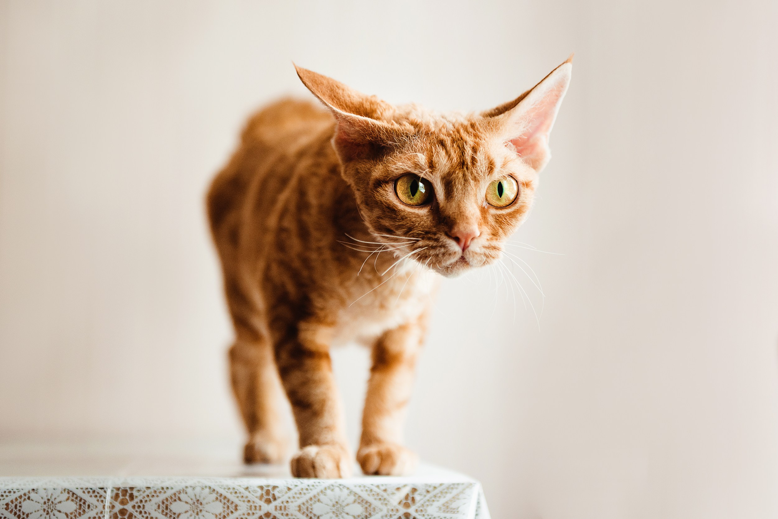 Кошка. Семейный Фотограф в Москве Ирина Хохлова