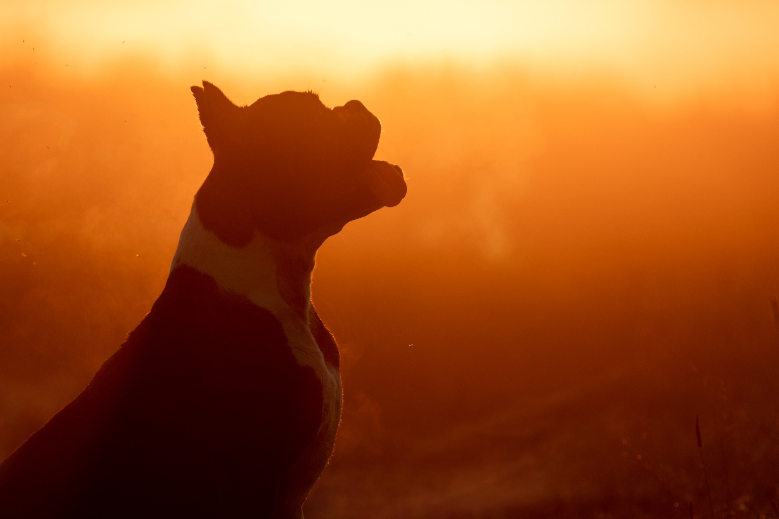 Фотограф — анималист в Москве и области Ольга Петракова
