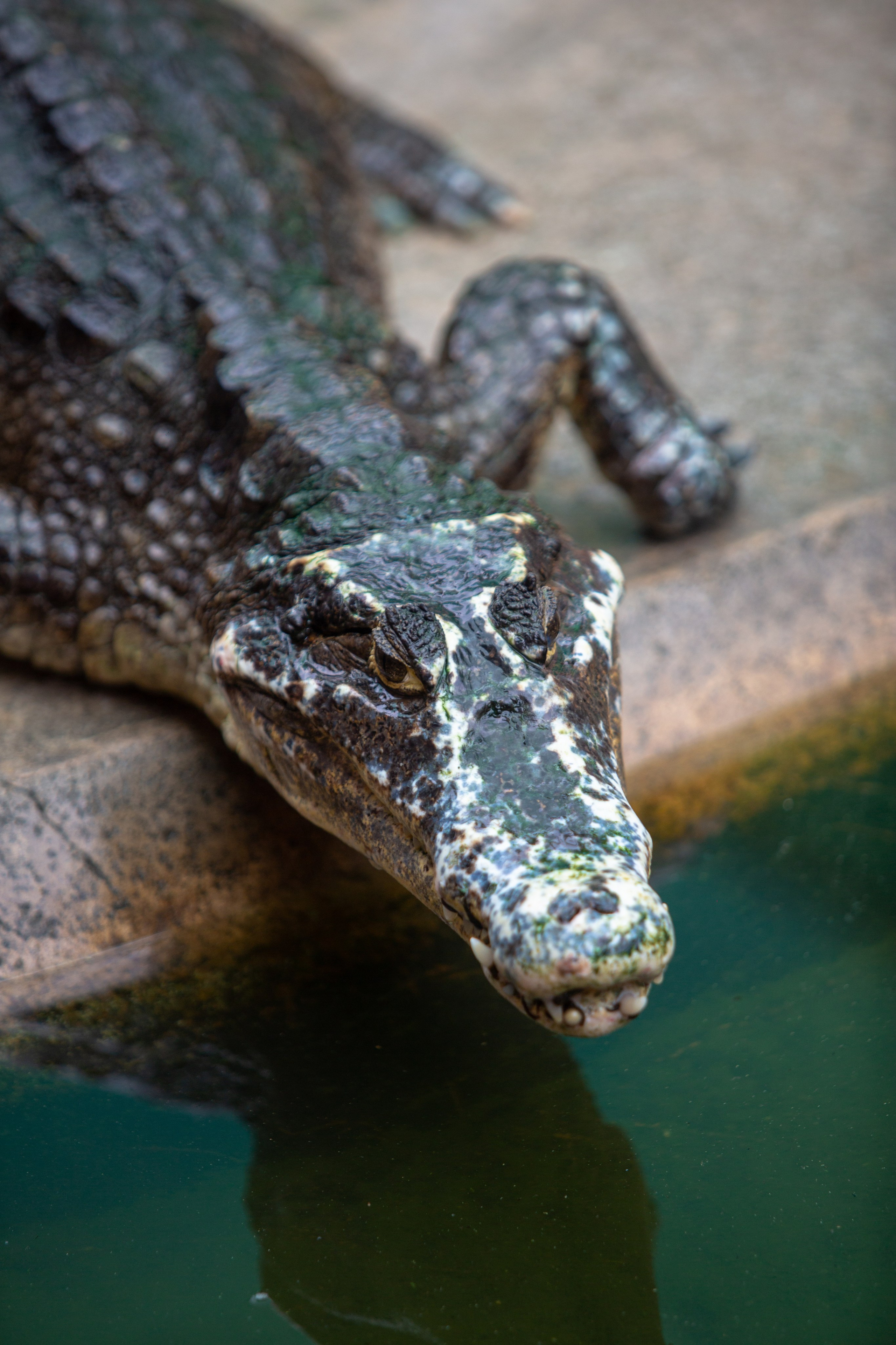 Samut Prakan Crocodile Farm & Zoo. Photographer Sonkina Tatiana (Tanya Ash)