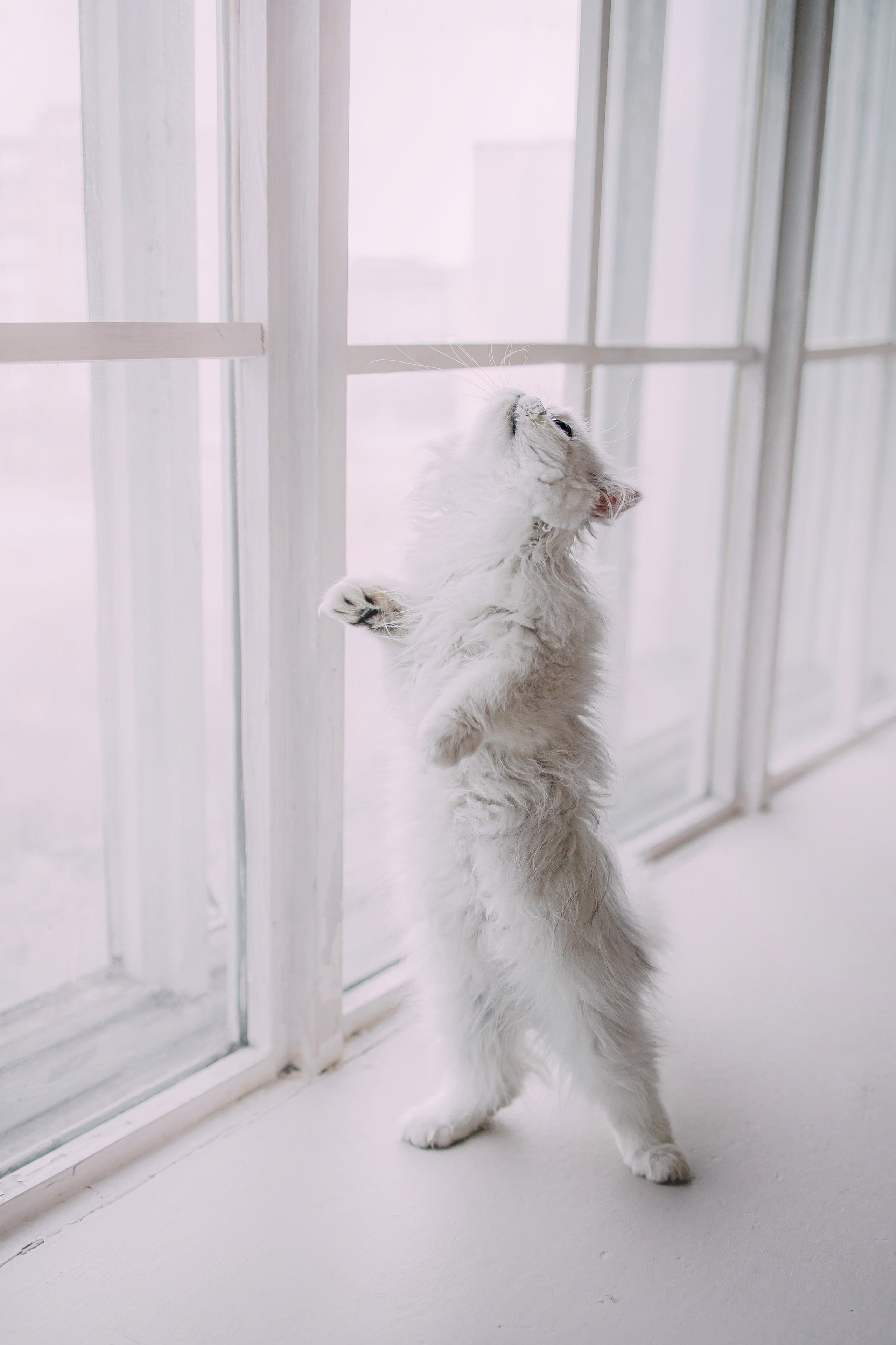 Султан, Мэй Мэй и Шанталь и их семья